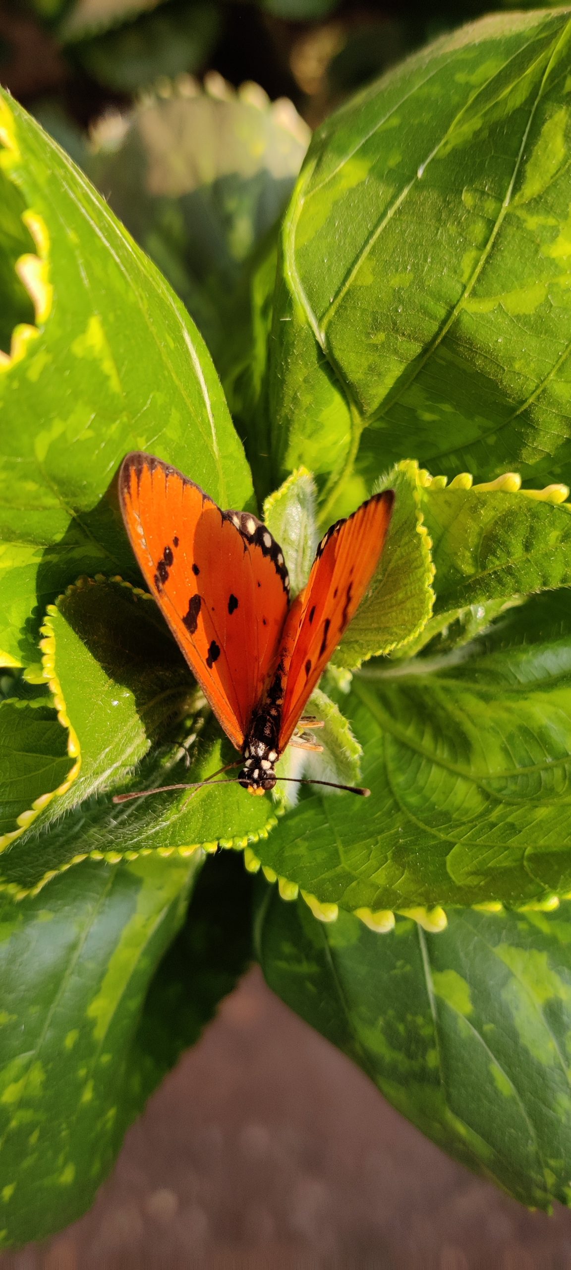 A butterfly on green leaves