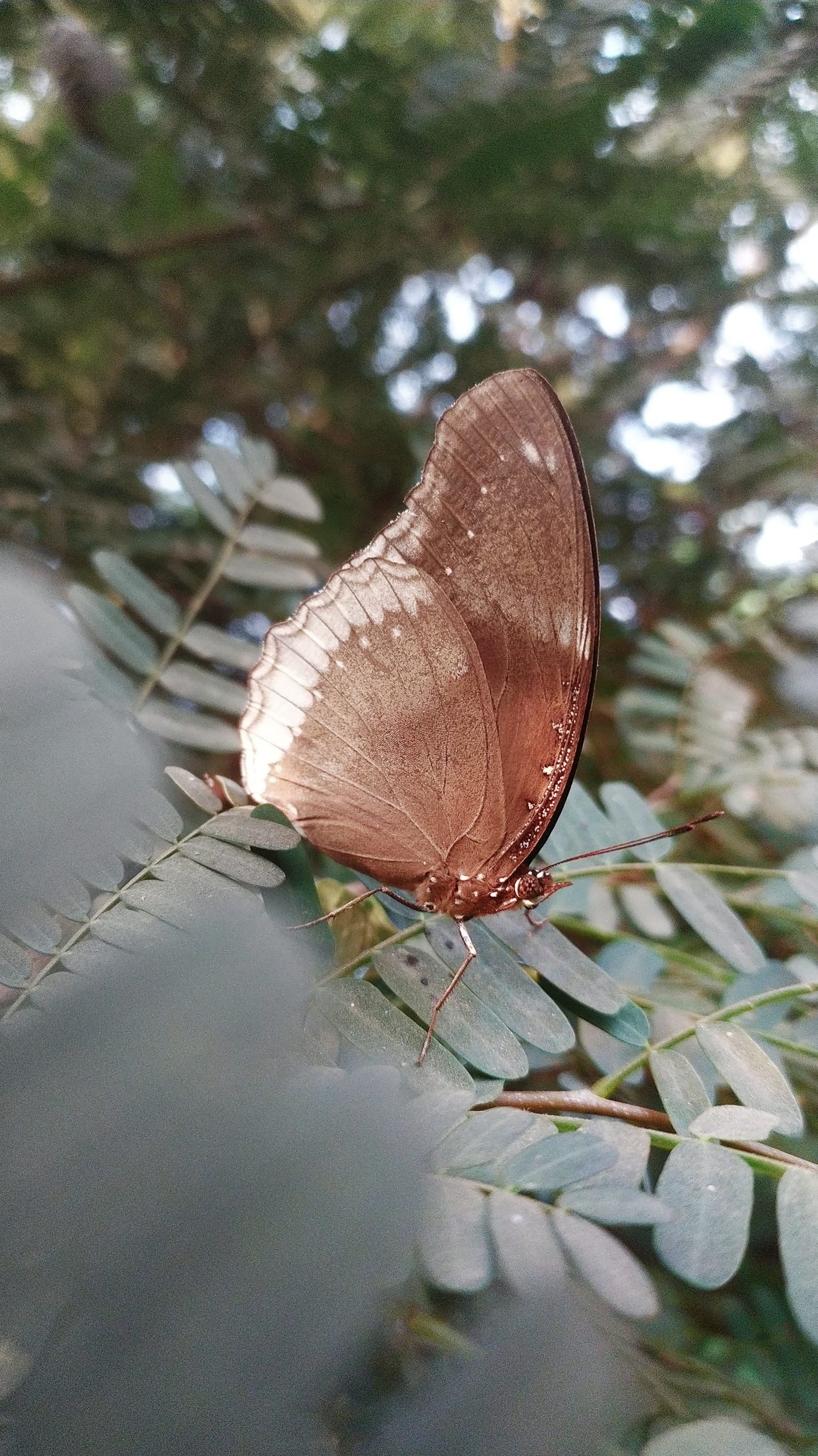 A butterfly on leaves