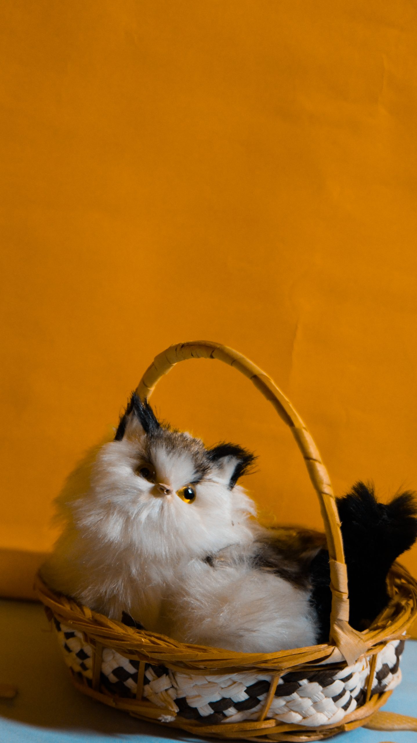 A cat in a basket