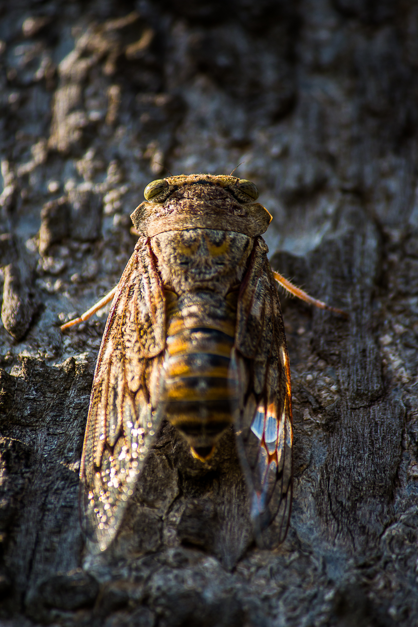 A cicadas fly