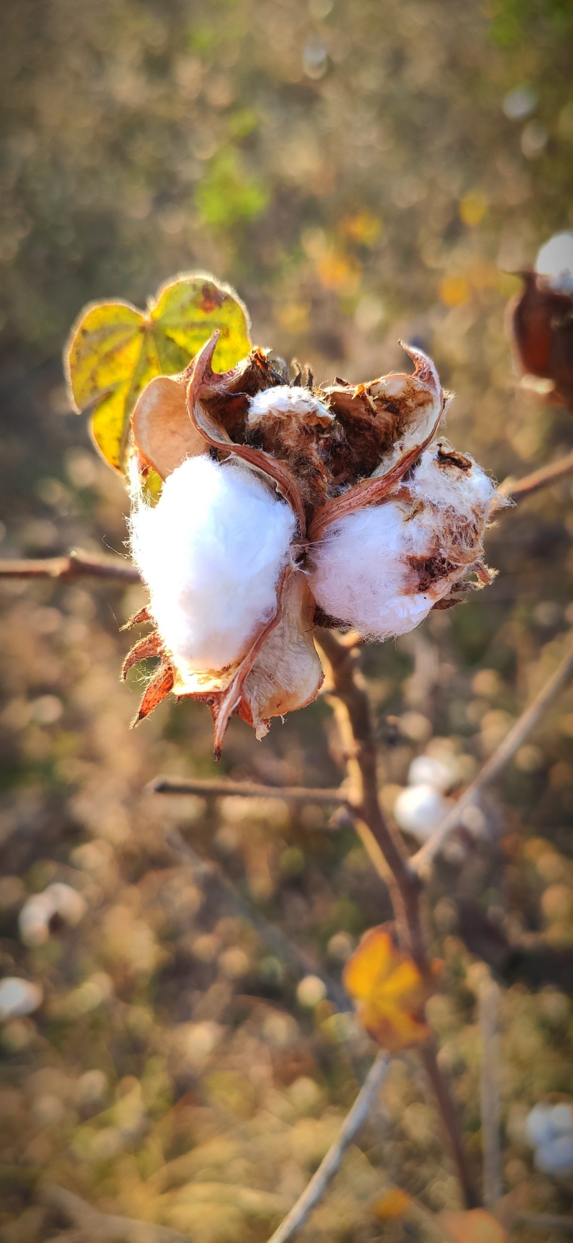 A cotton plant