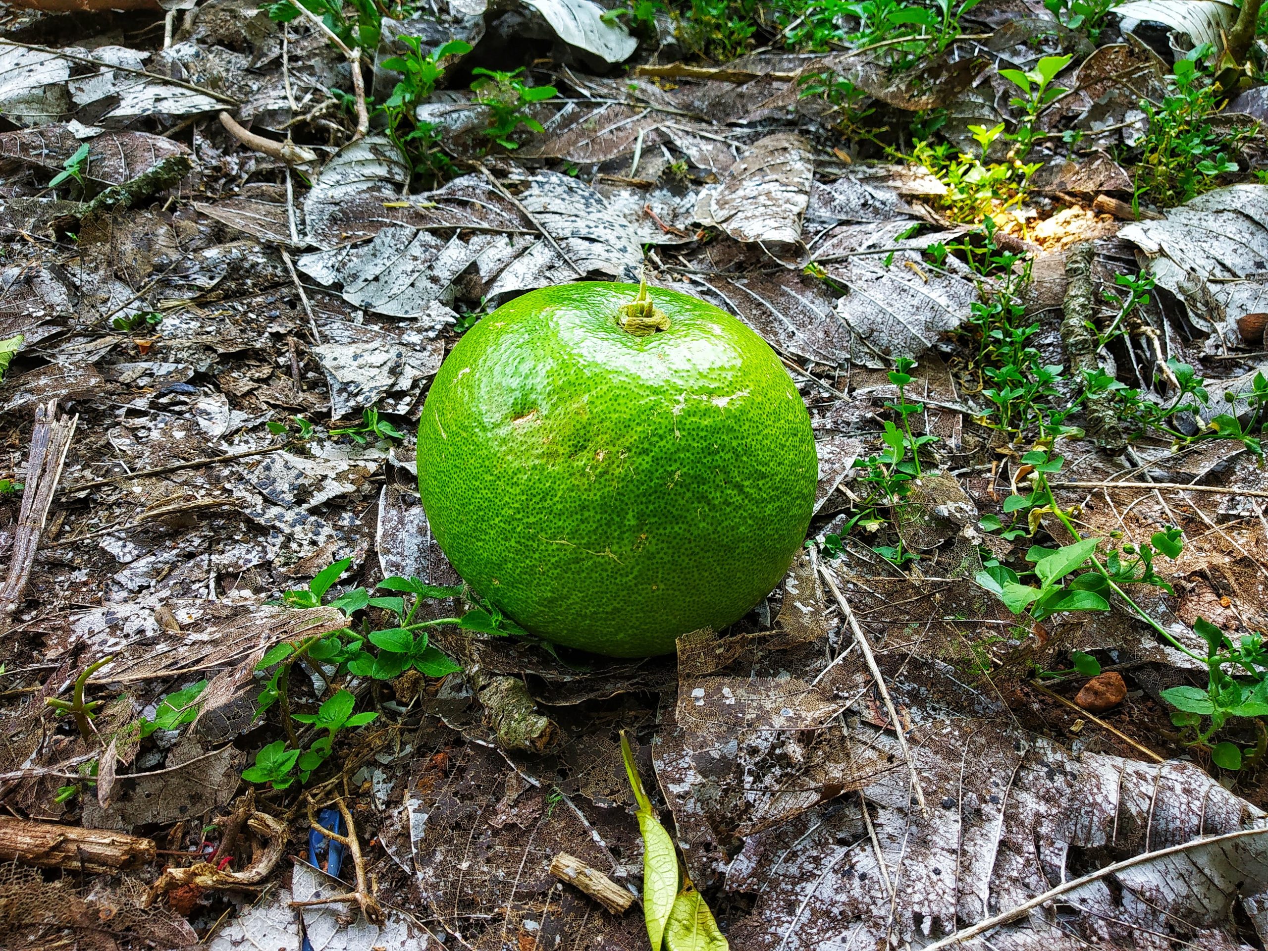 A fallen green orange