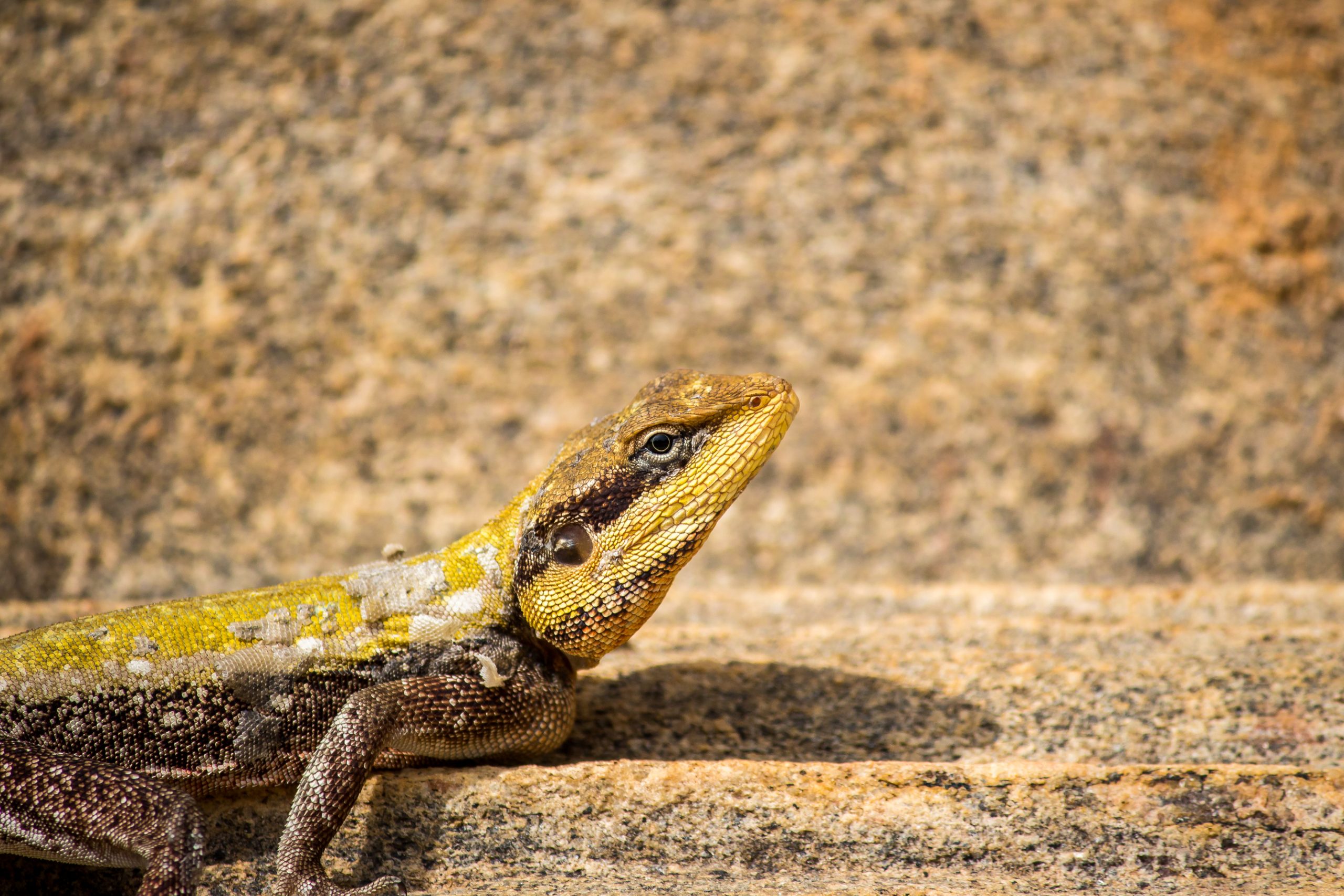 A garden lizard on a surface