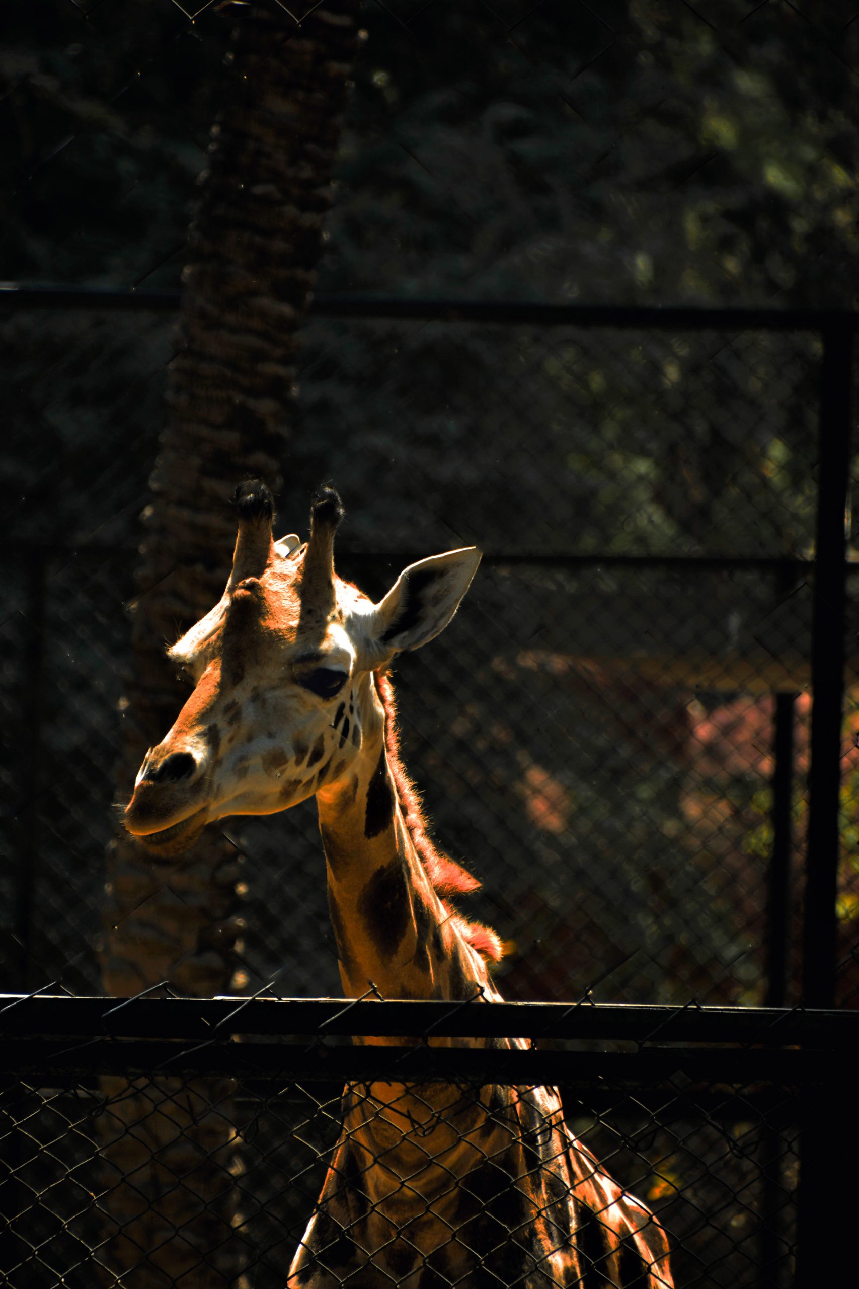 A giraffe in a zoo