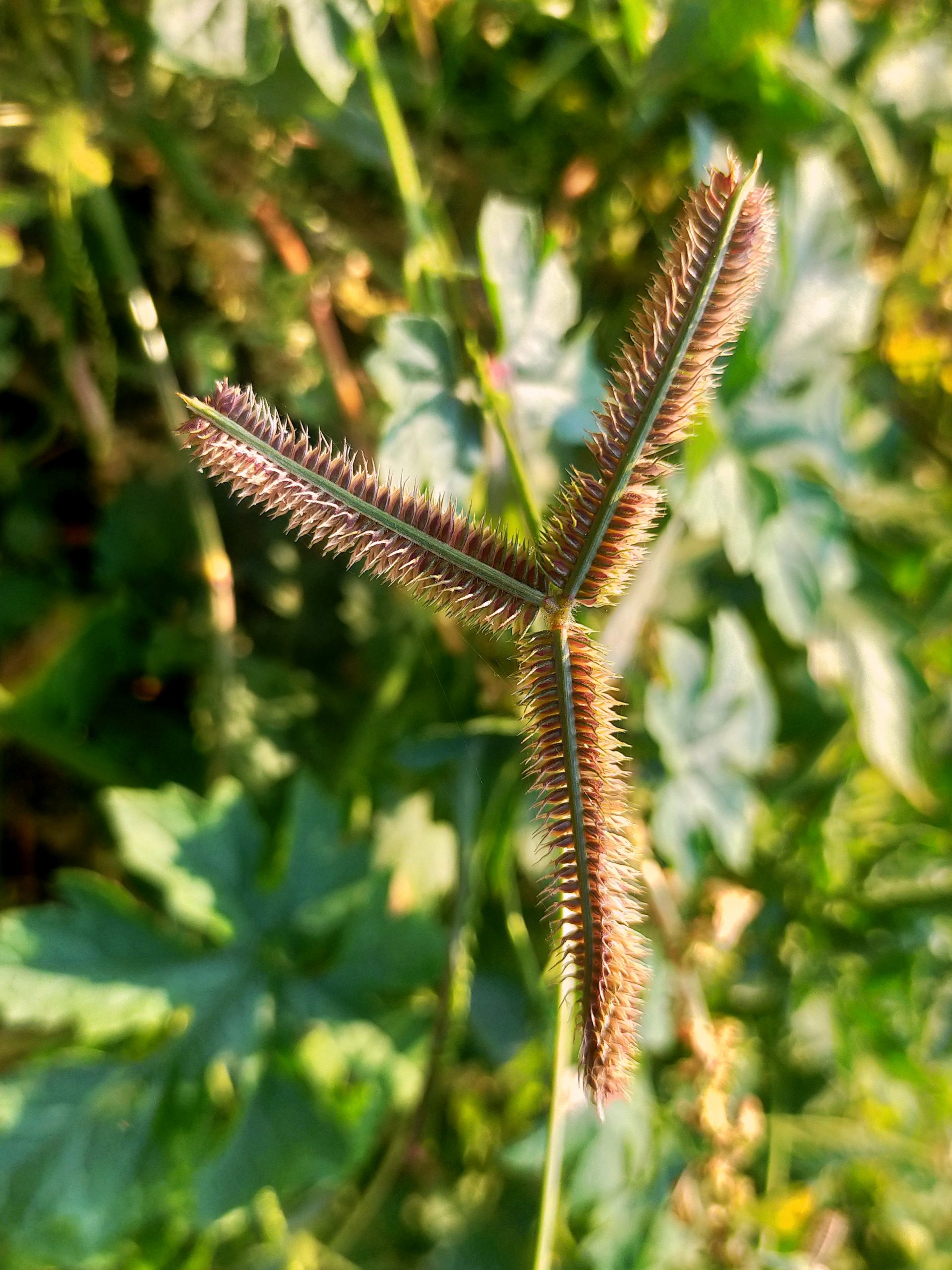 Leaves of a grass plant