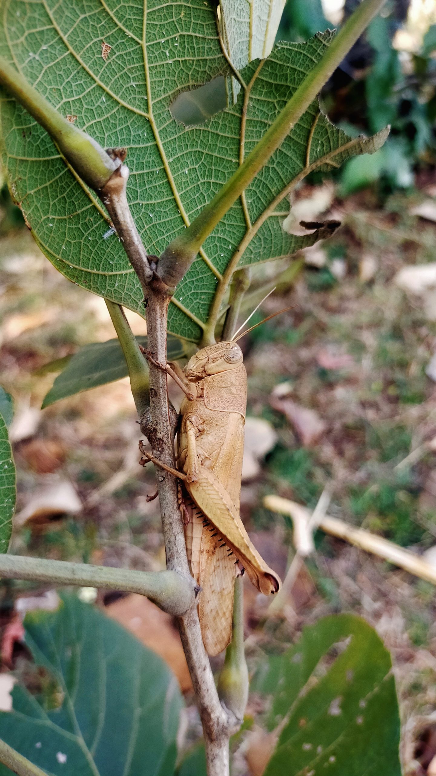 A grasshopper on a branch