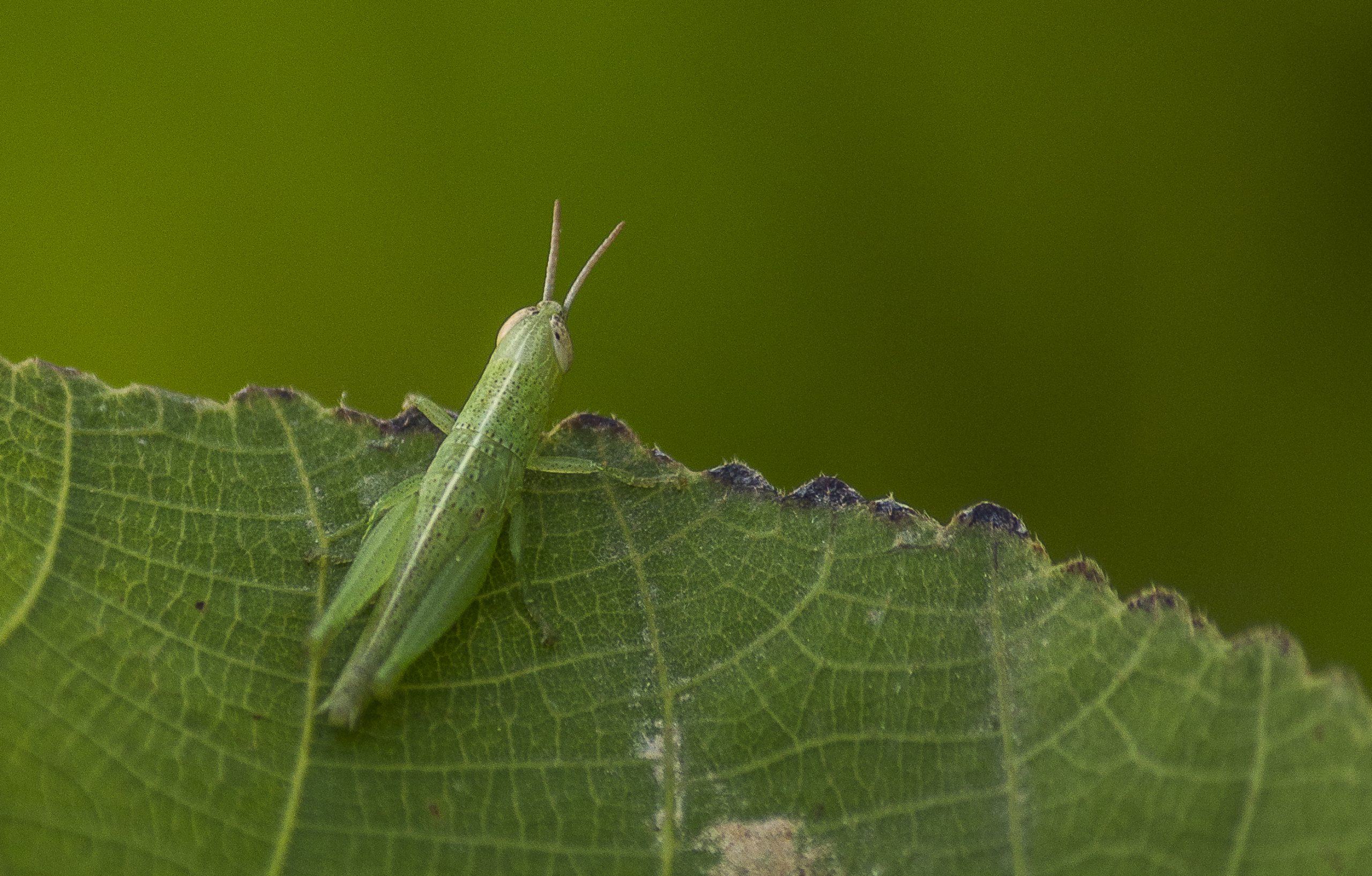 A grasshopper on a green leaf