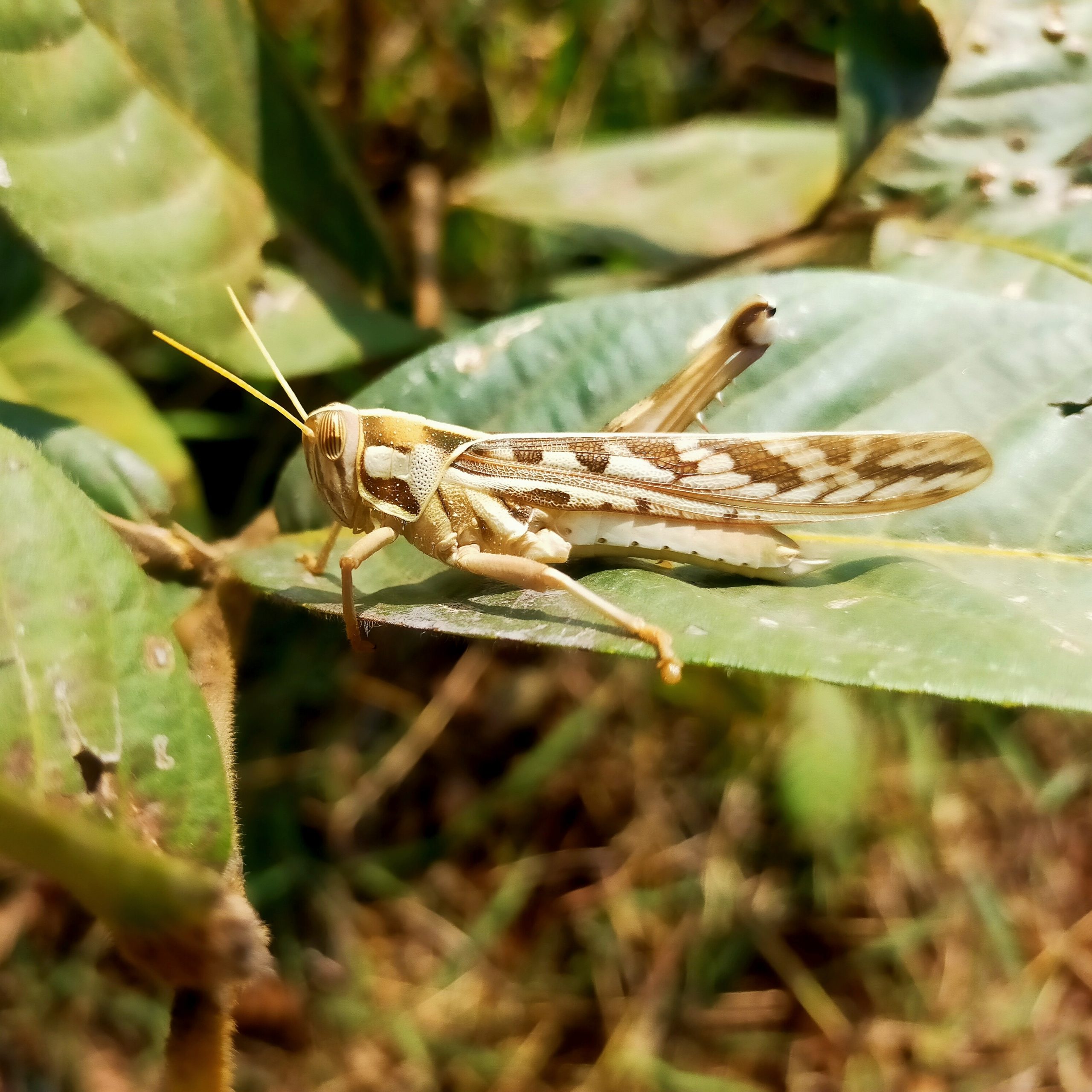 A grasshopper on a leaf