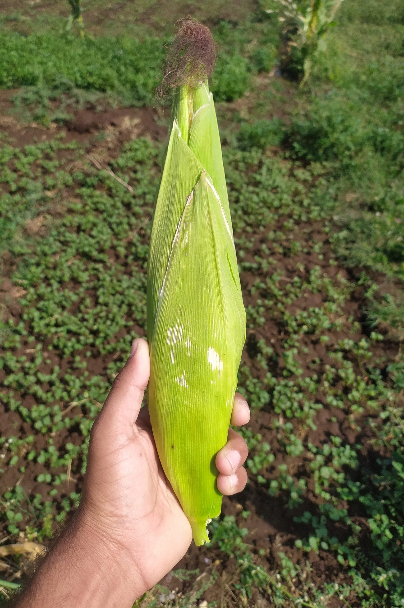 A green corn cob in hand