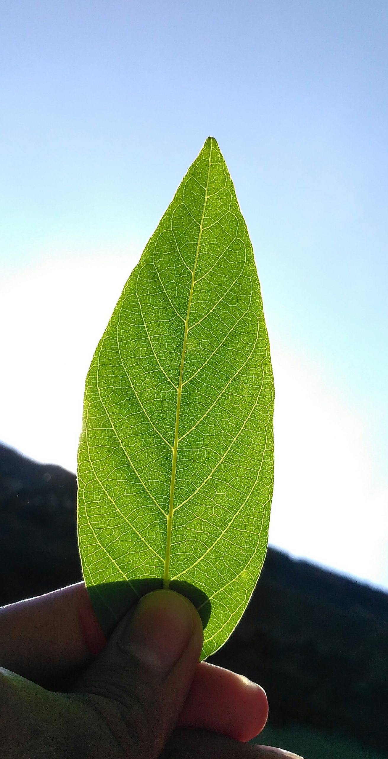 A green leaf in hand