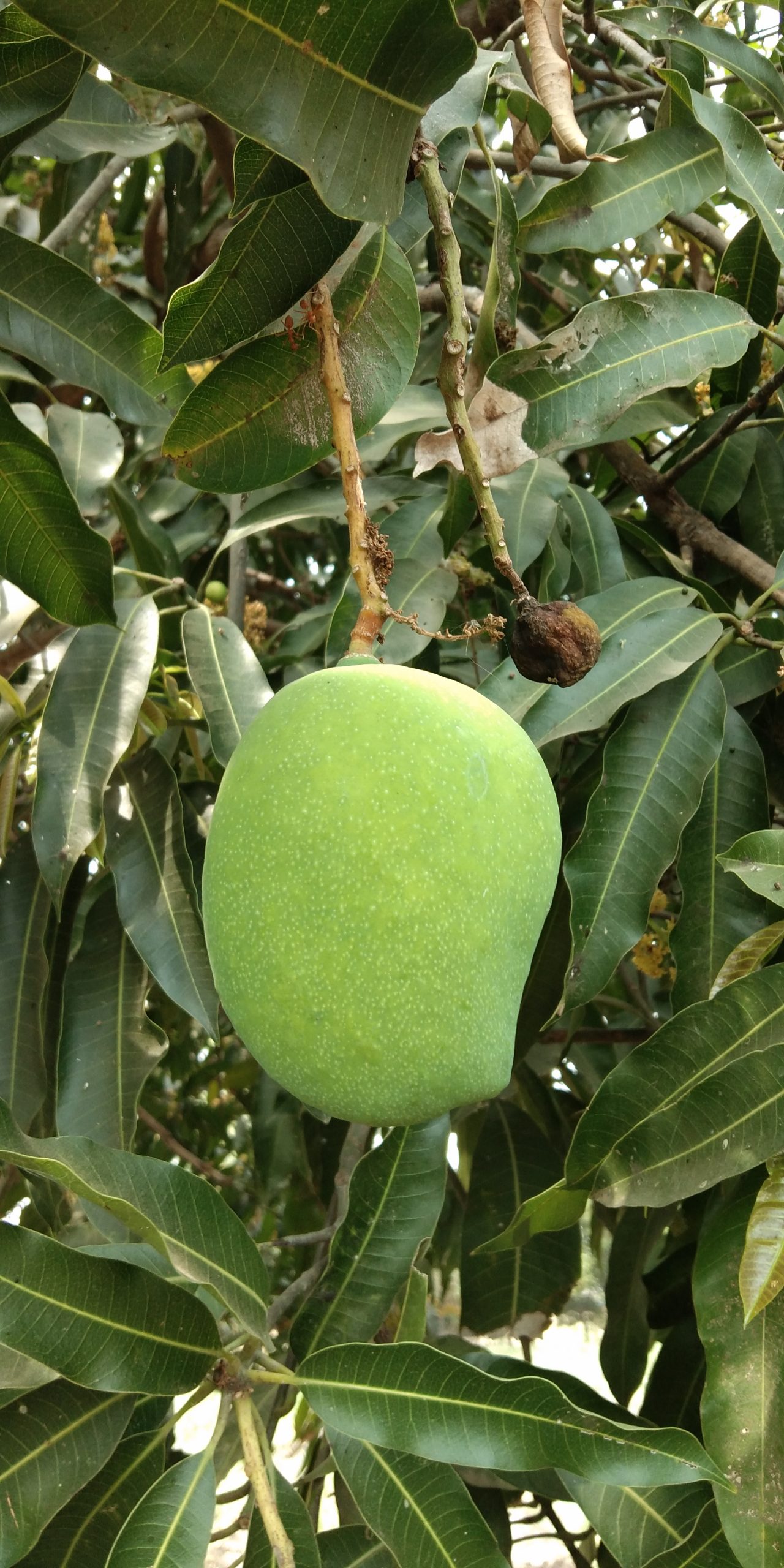A green mango