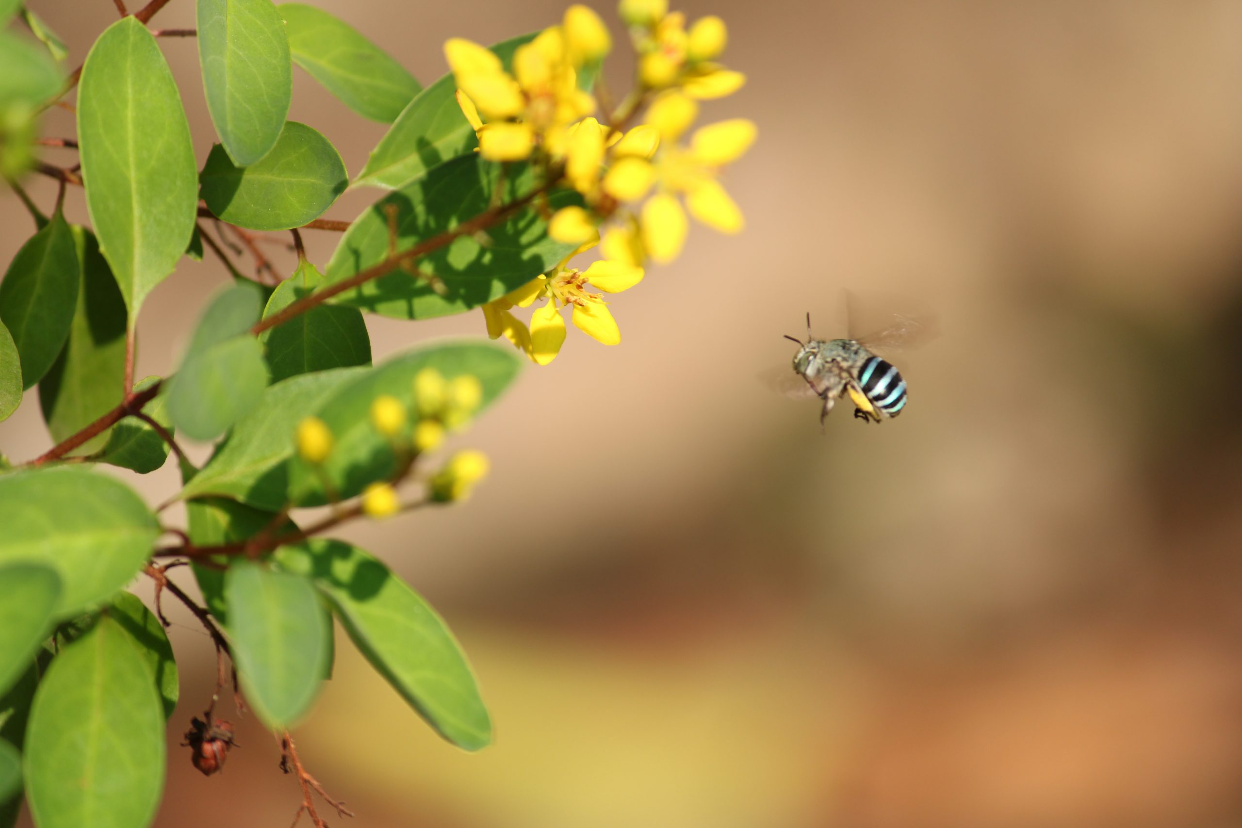 A honeybee hovering around flowers