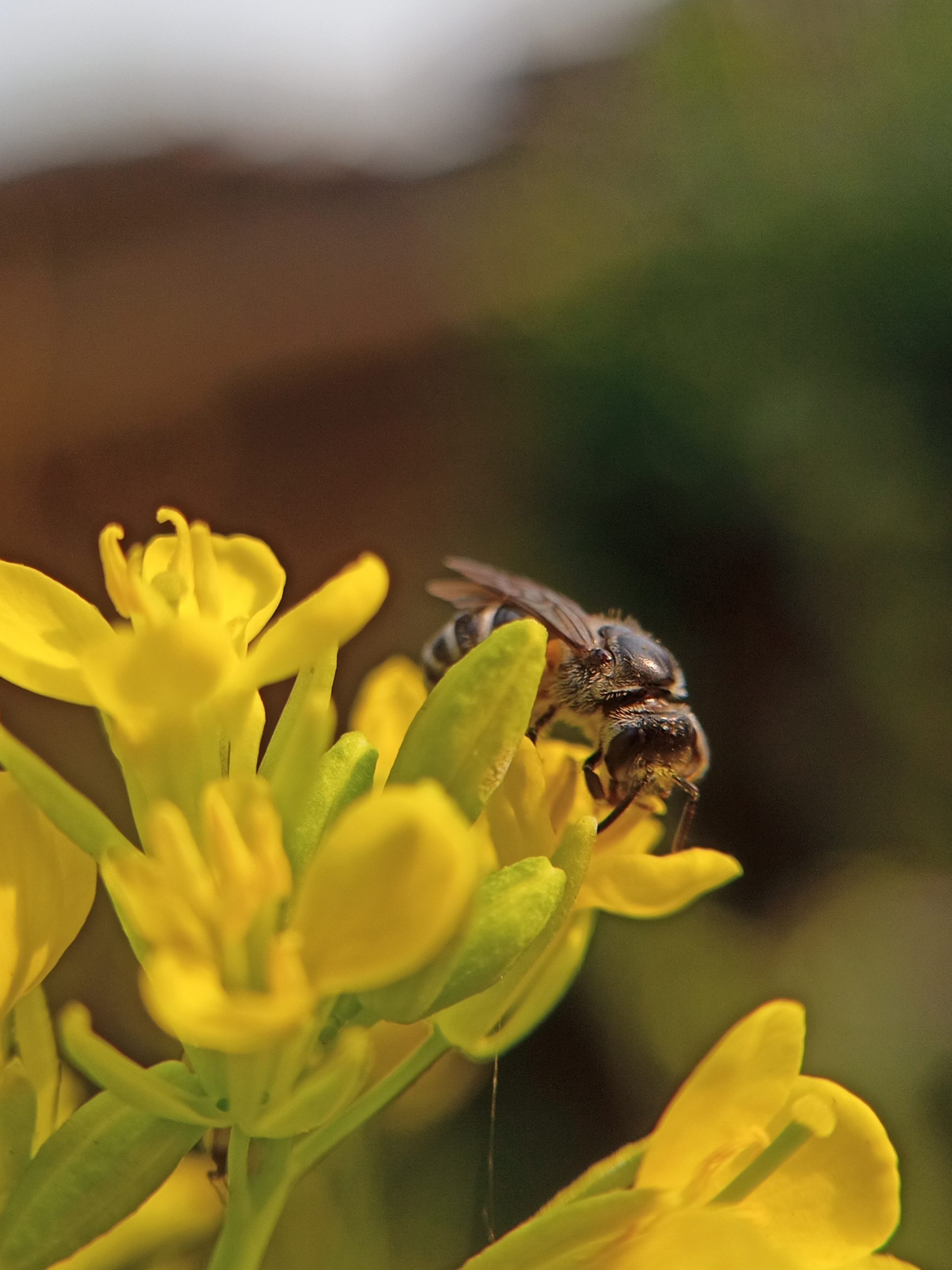 A honeybee on flowers
