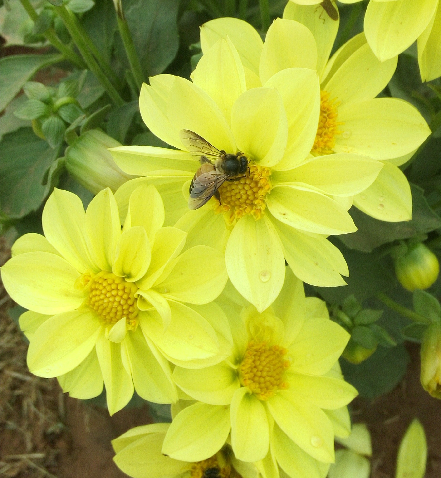 A honeybee on yellow flowers