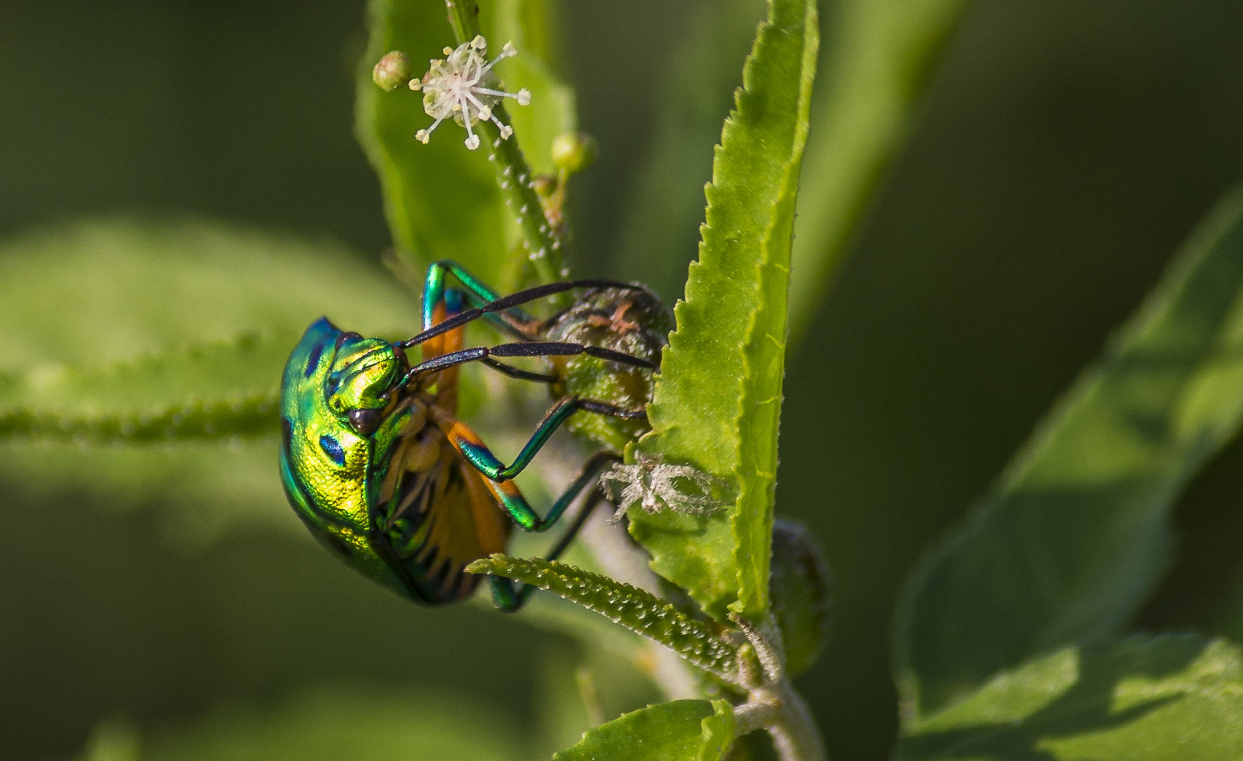 A jewel bug on a plant leaf