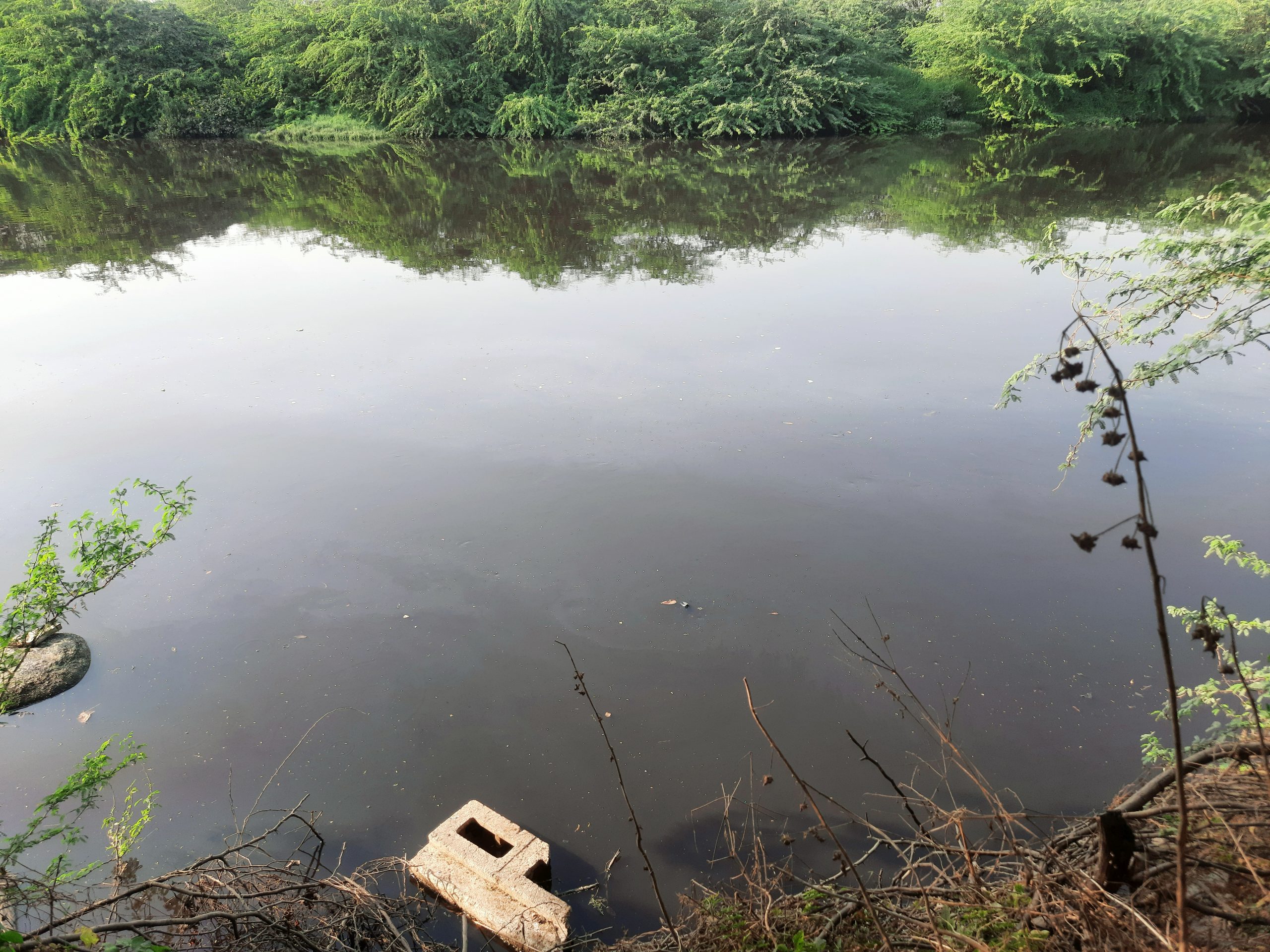 Polluted lake in the forest