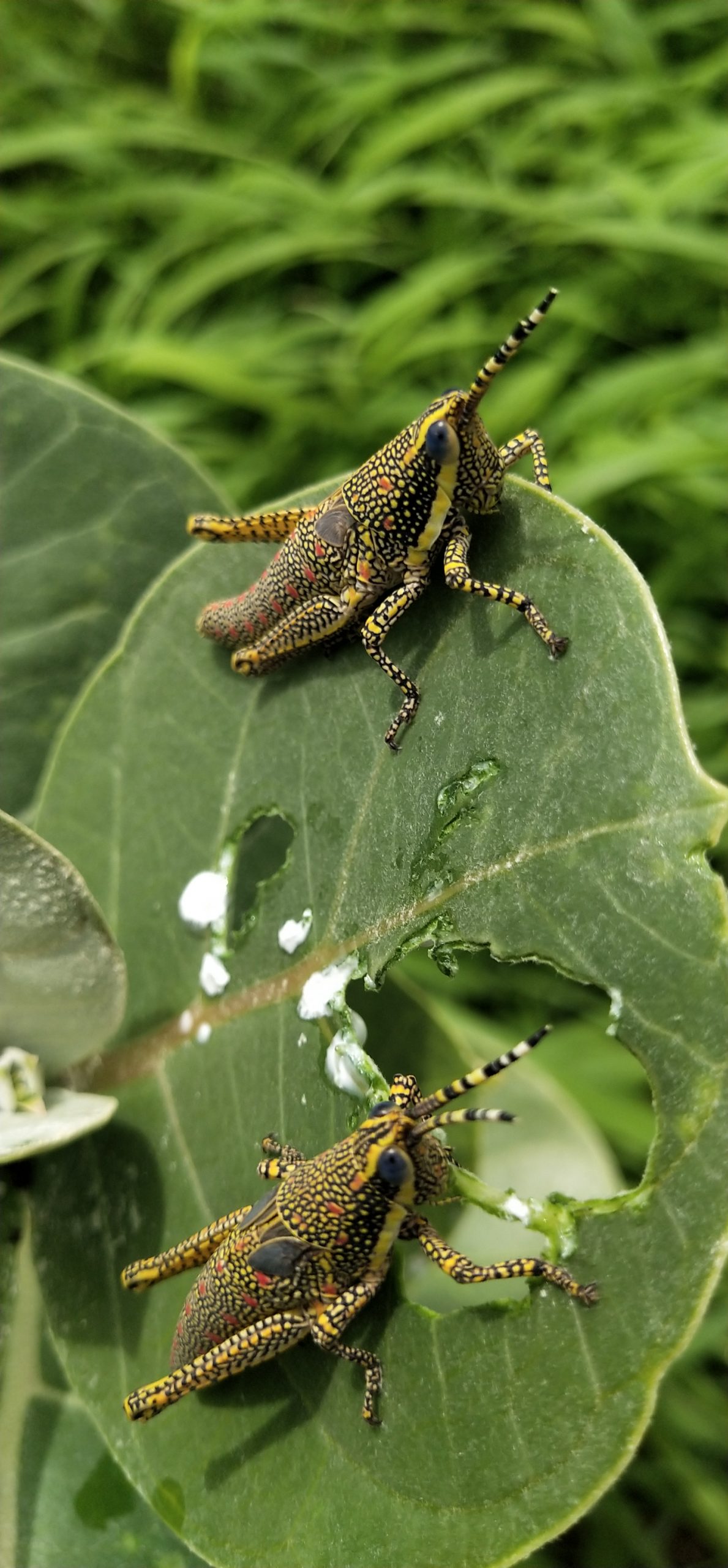 A leaf eaten boy grasshoppers