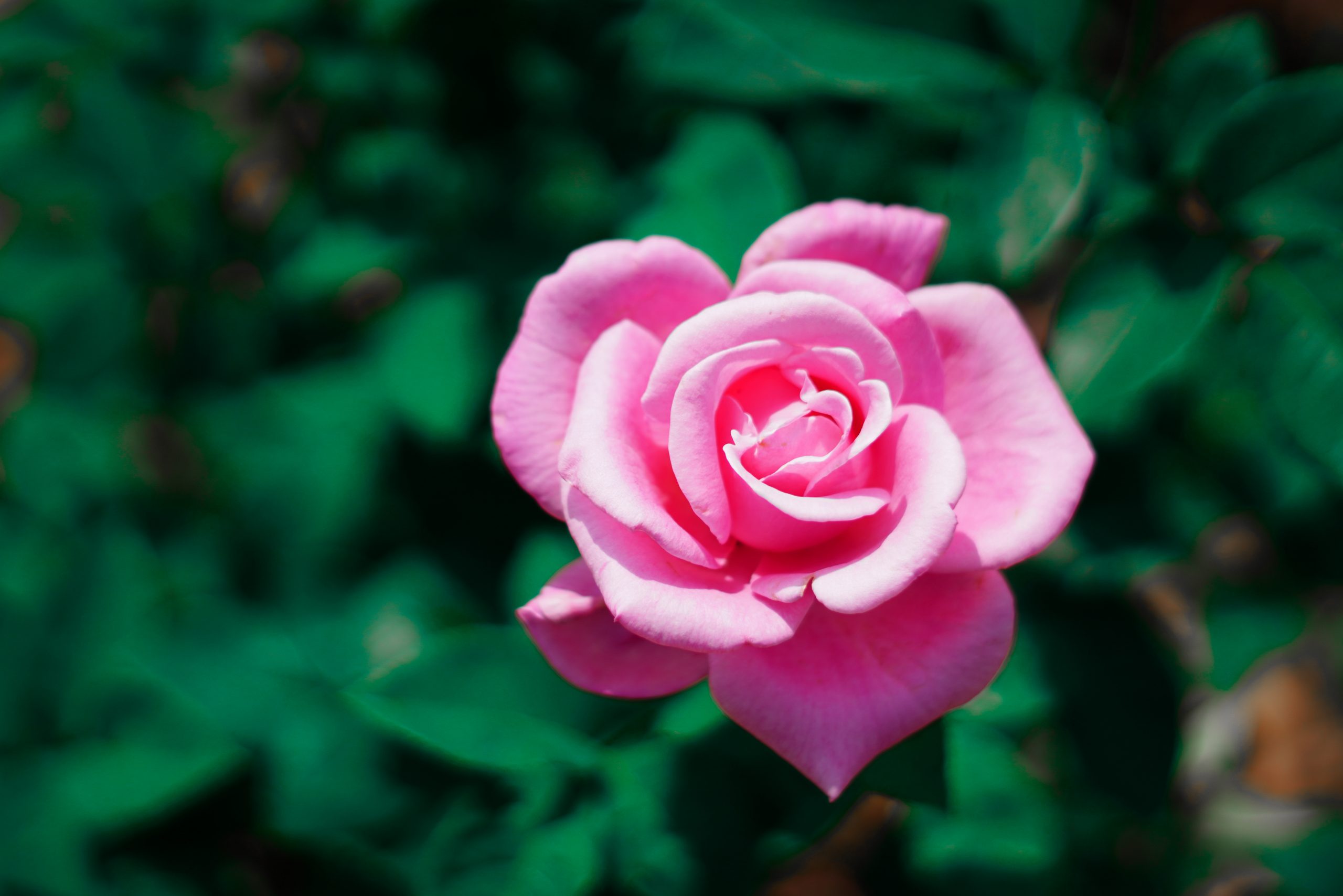A light pink rose