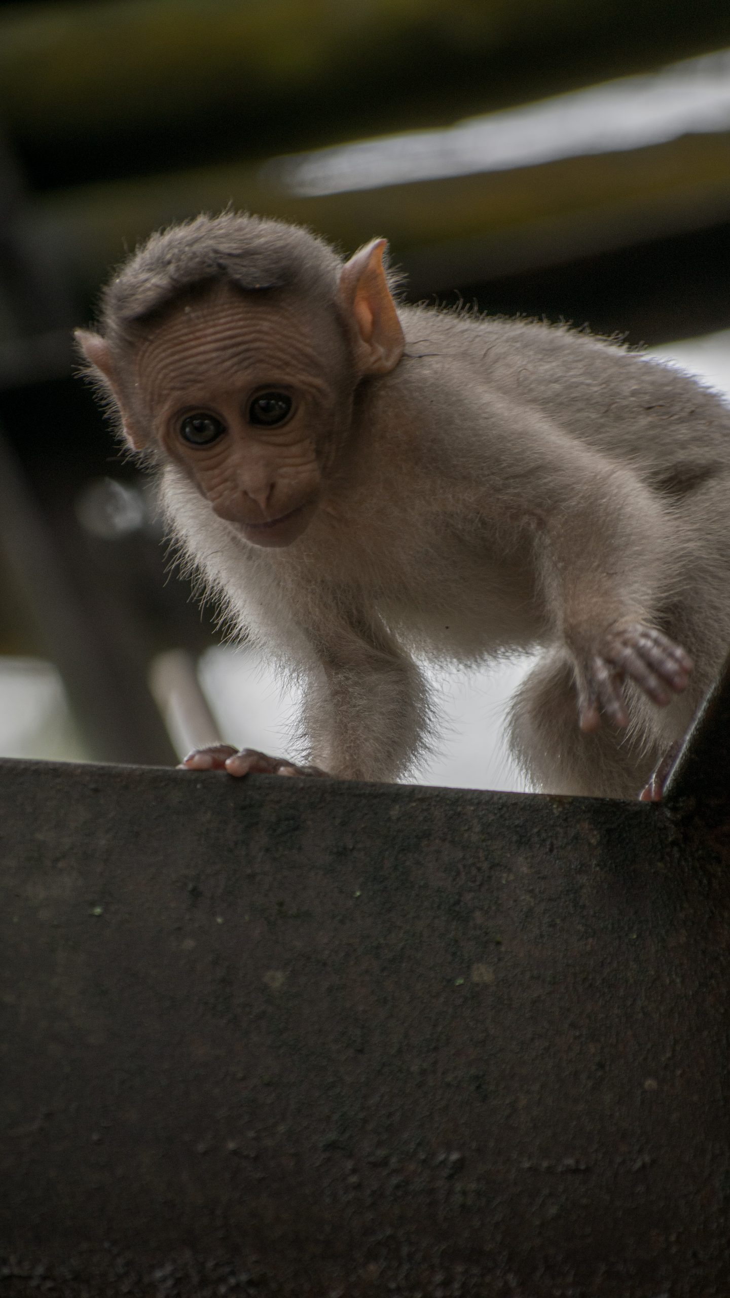 A monkey baby