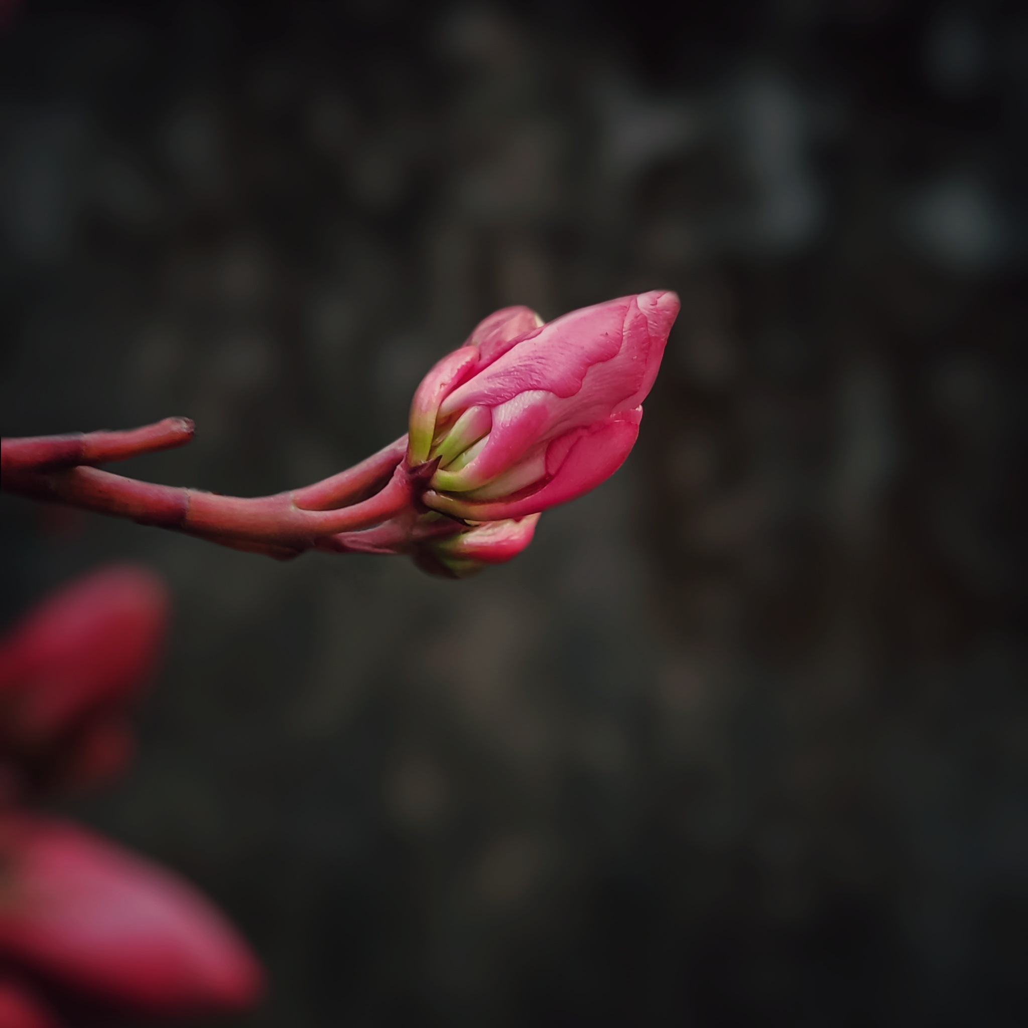 A pink flower bud