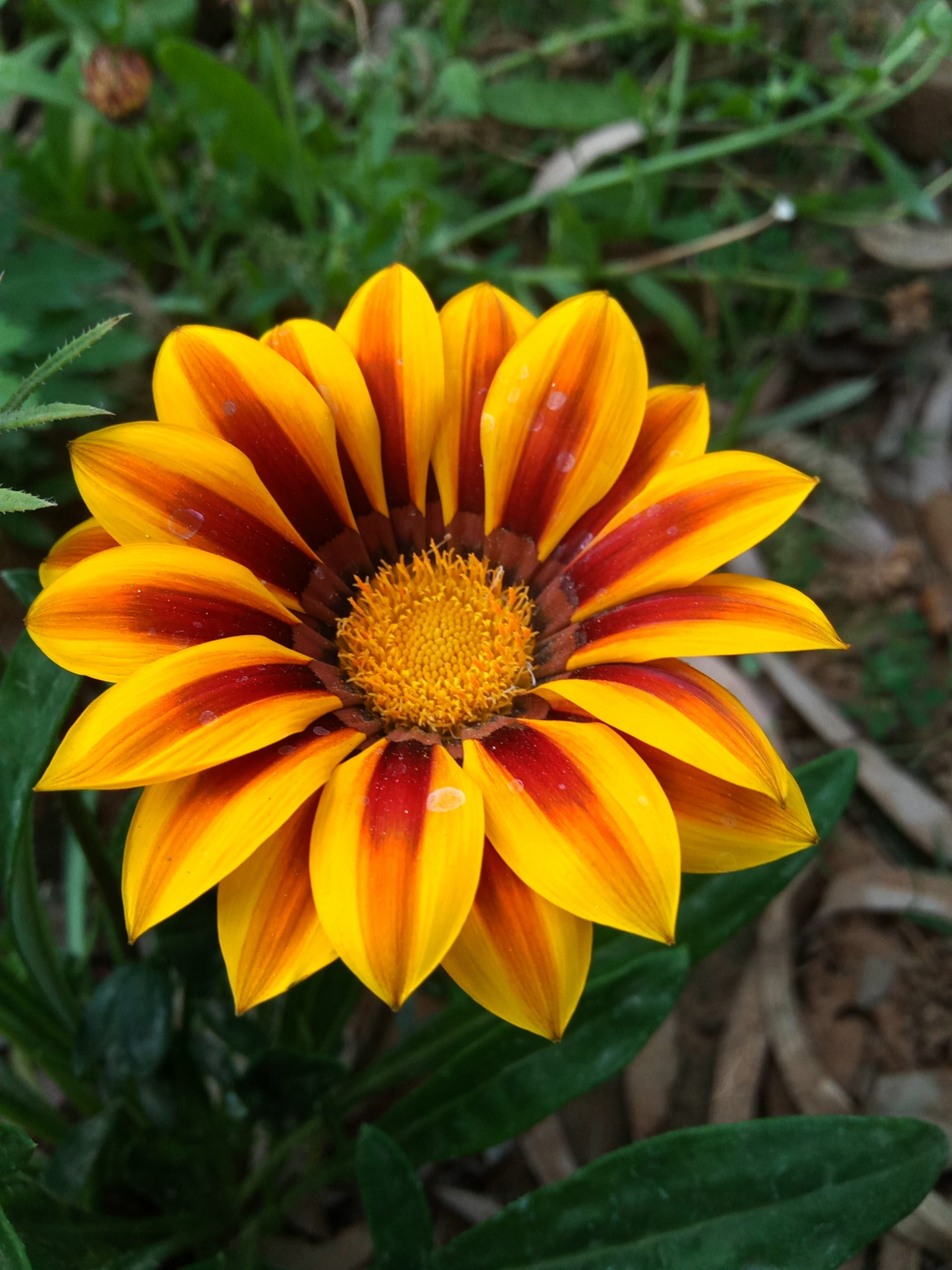 A red and yellow flower