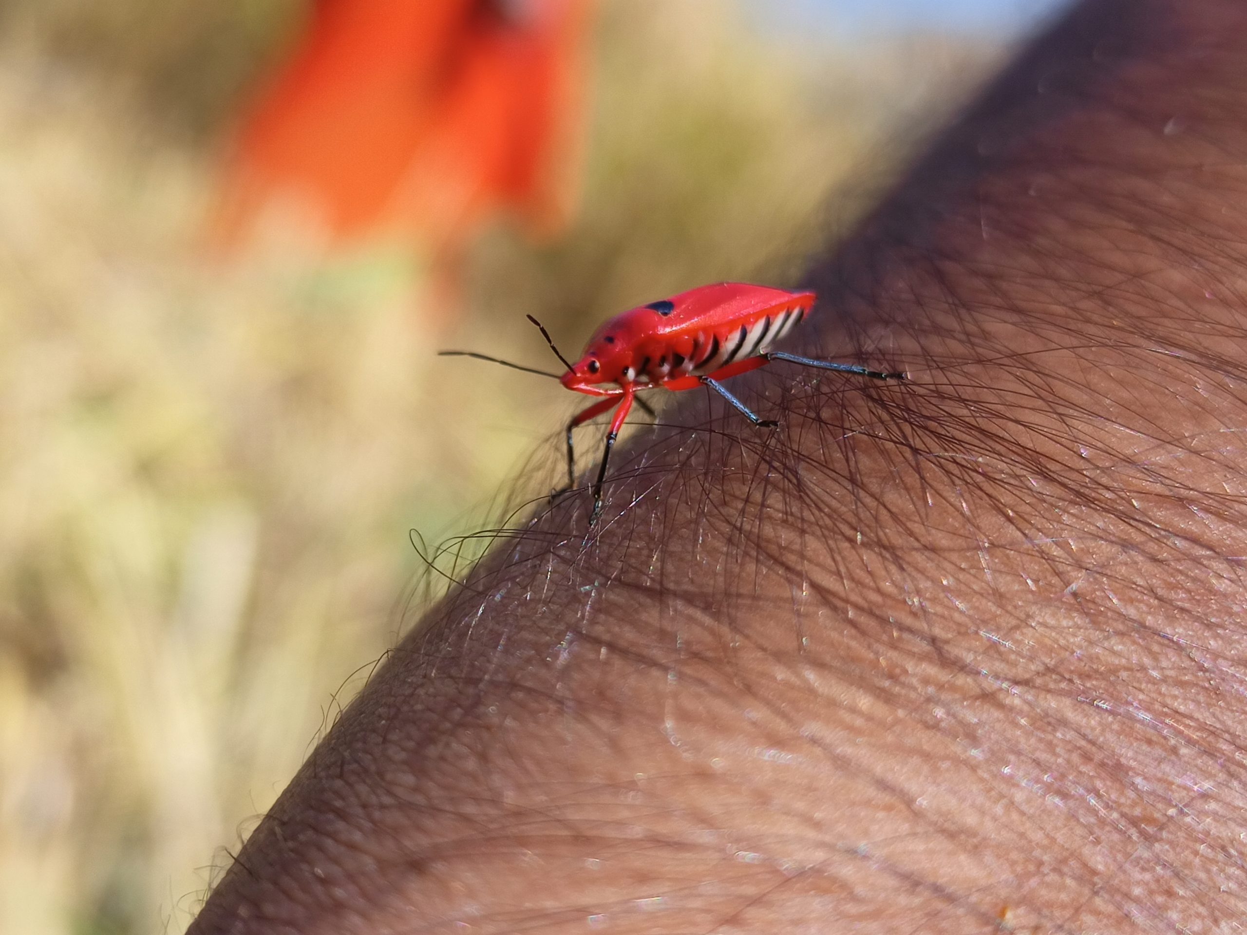A red bug on human skin