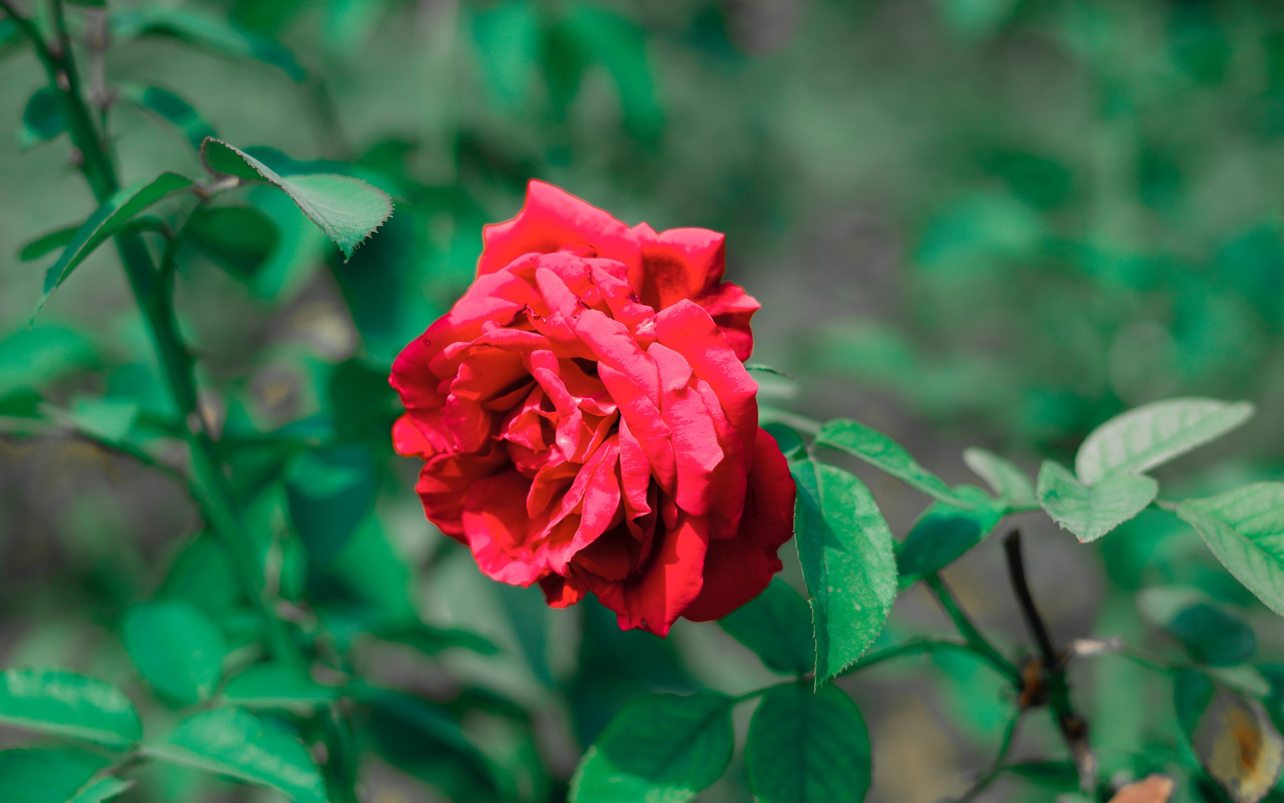 A red rose plant