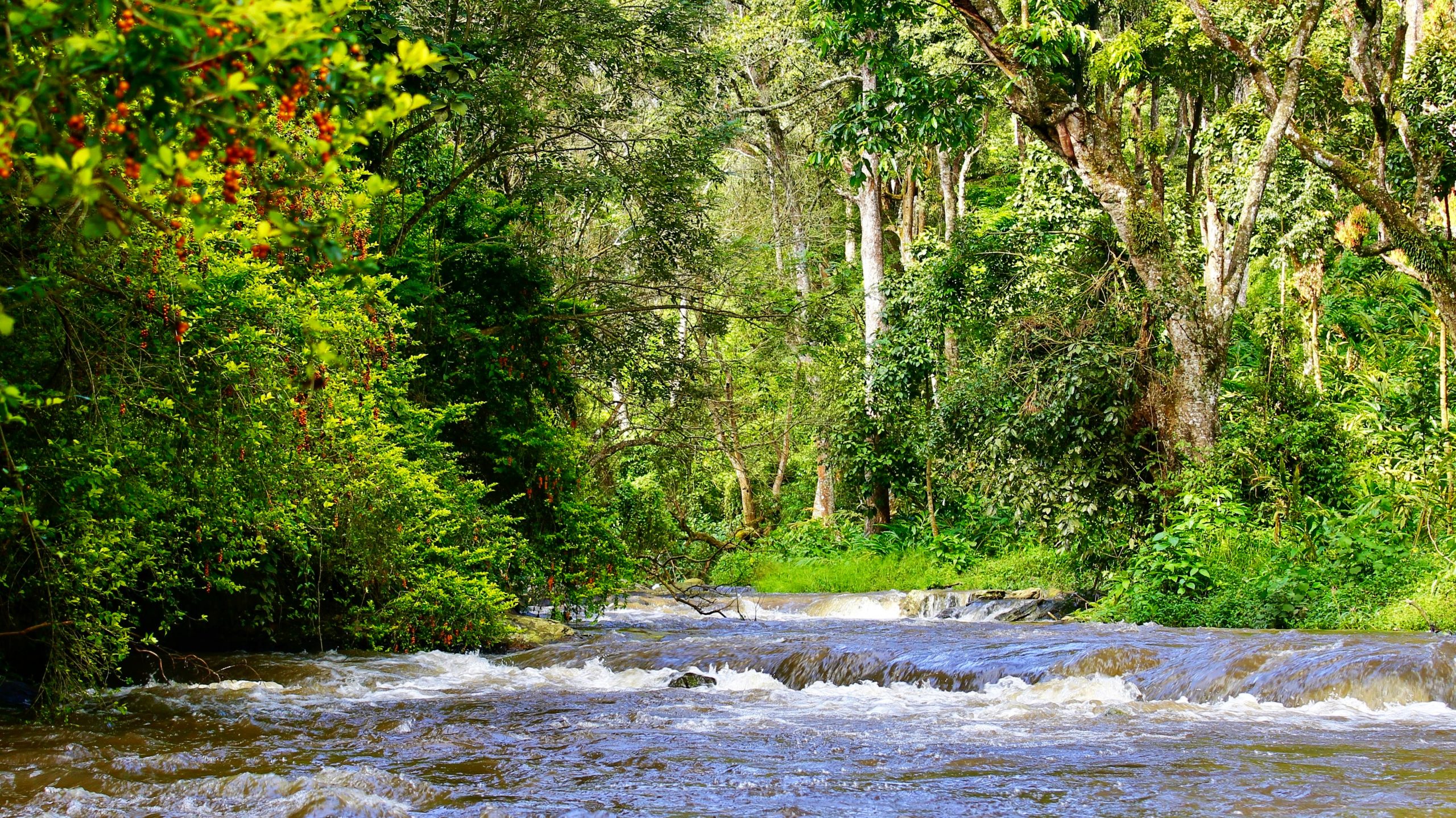 A river flowing through a jungle