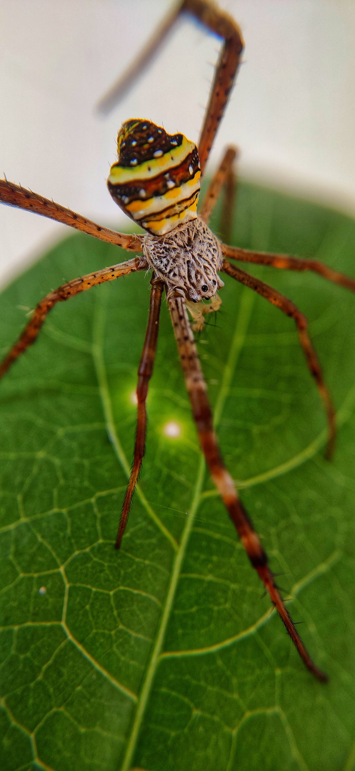 A spider on a leaf