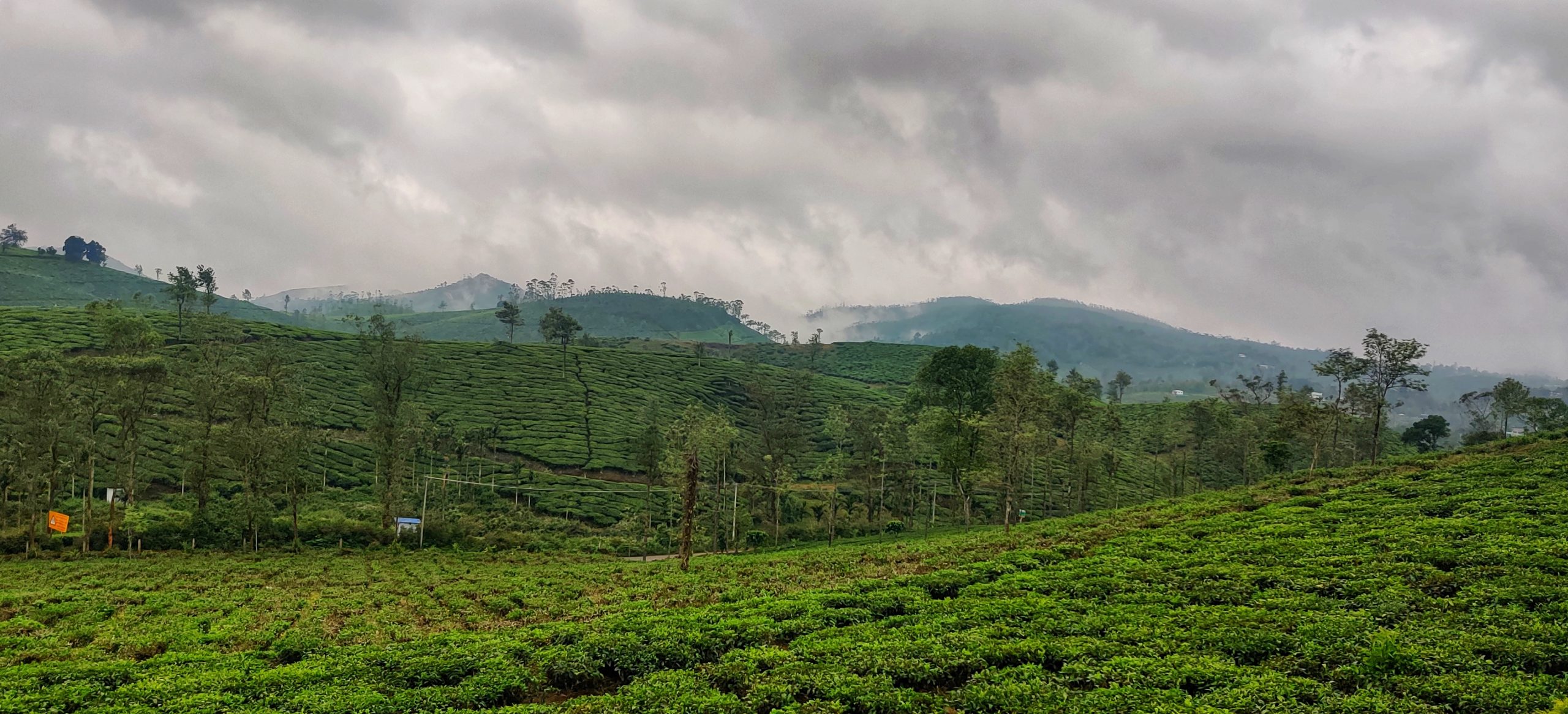 A tea estate valley