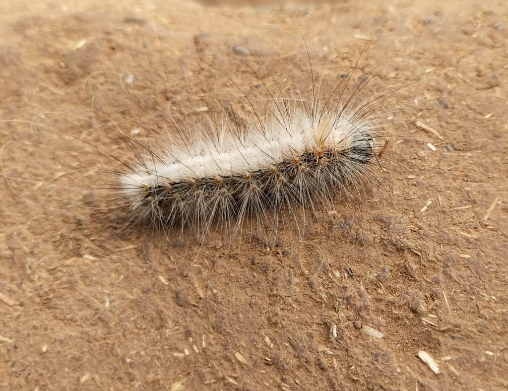 A thorny caterpillar - PixaHive