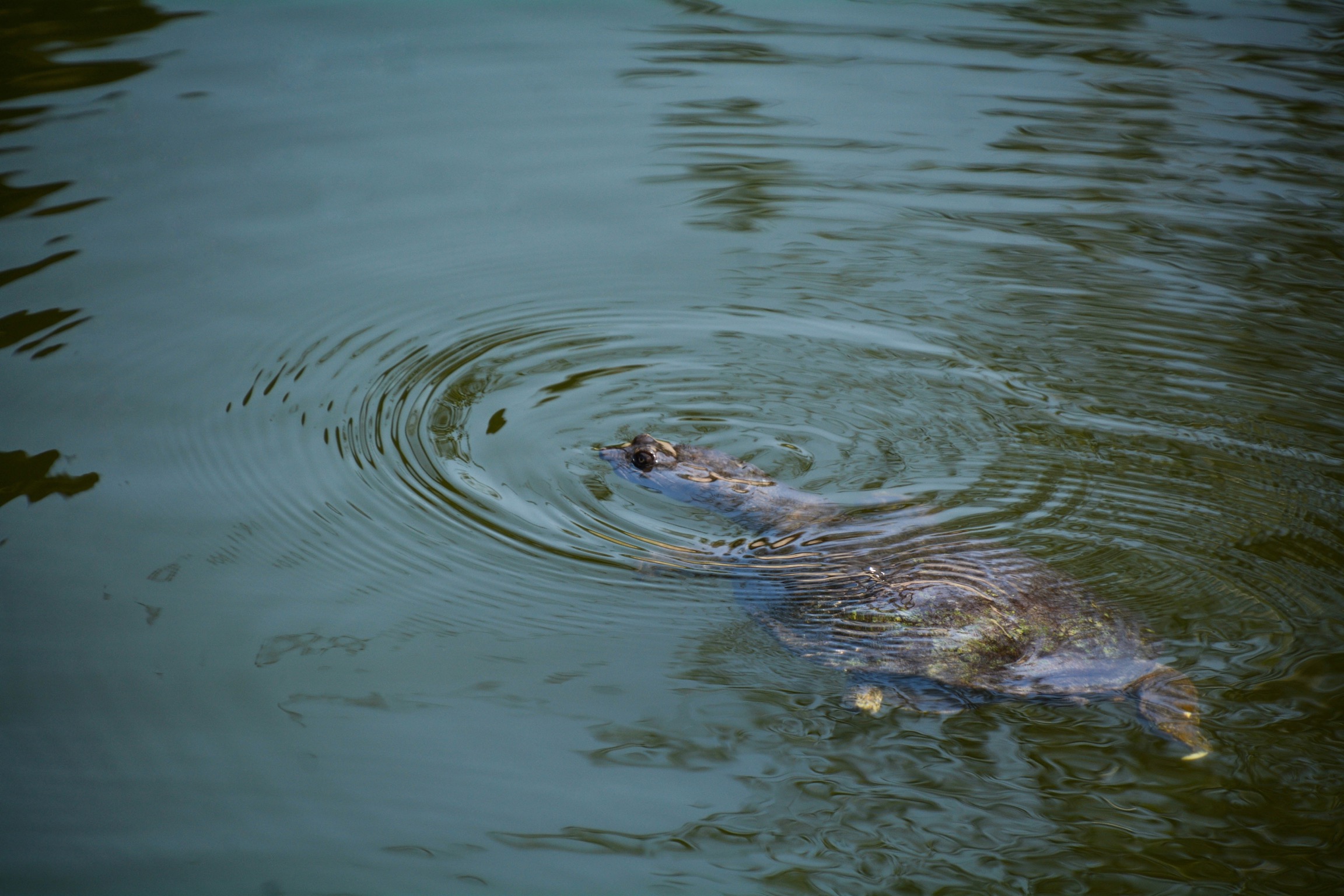 A turtle dived in a water resource