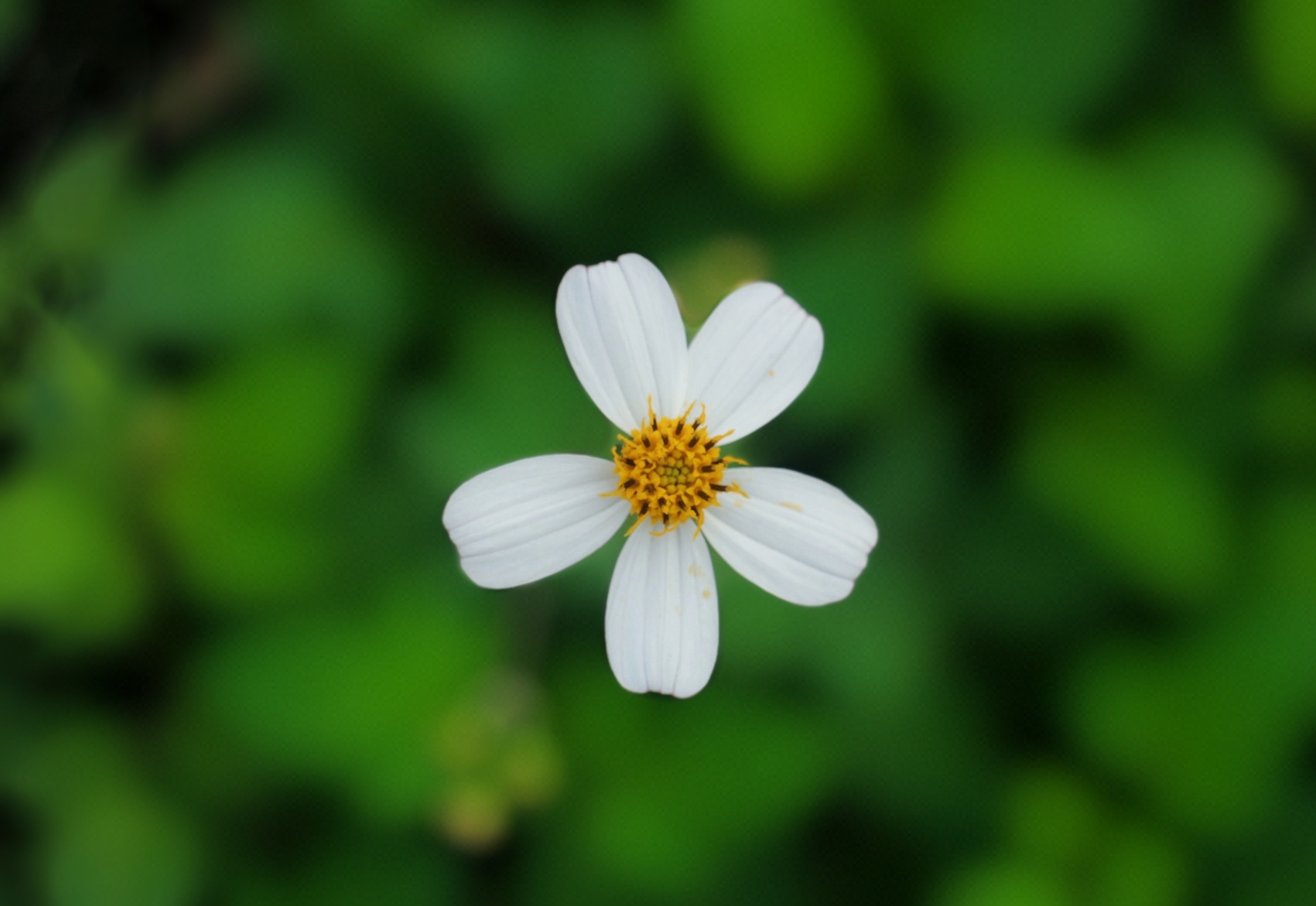 A white flower