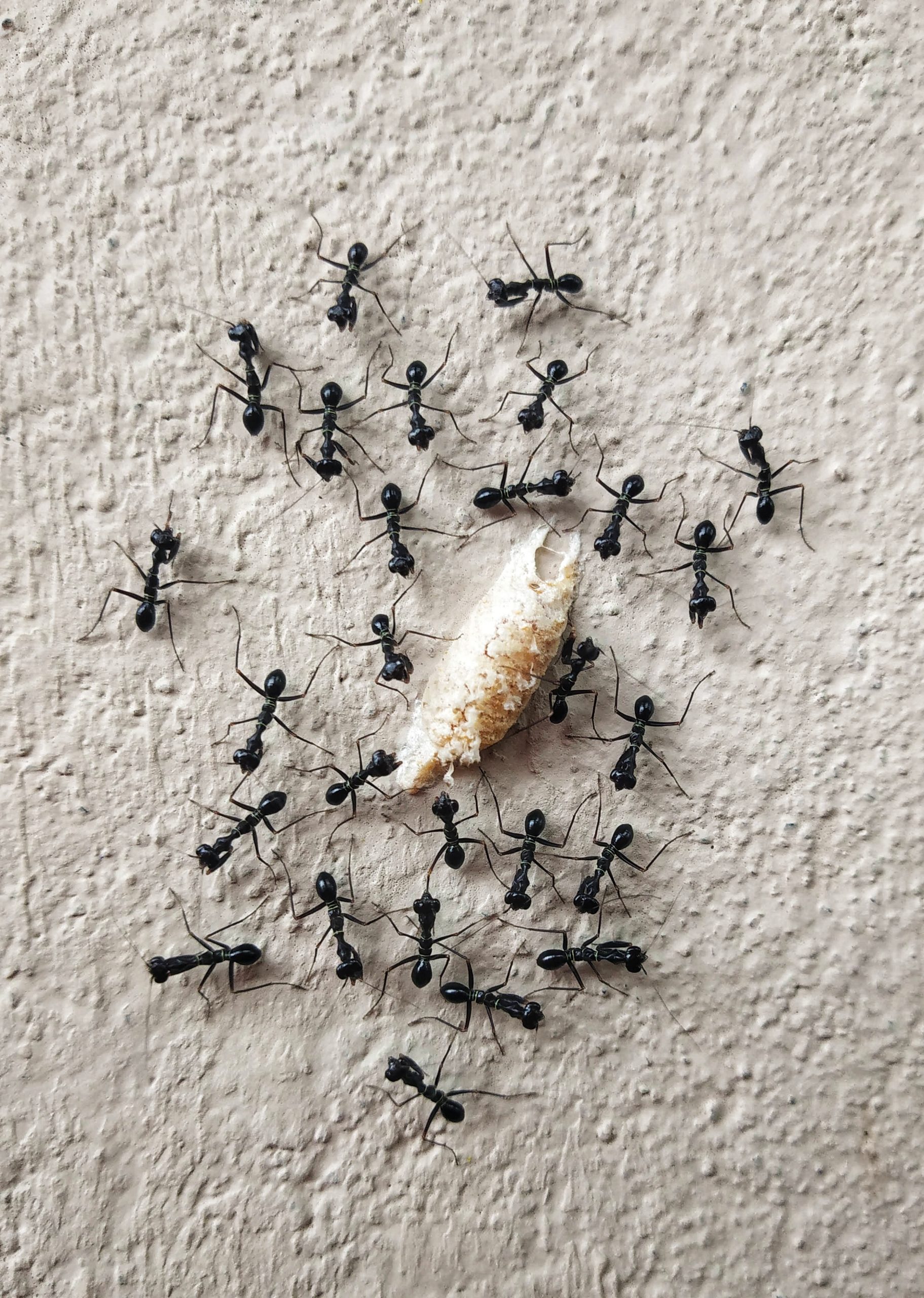 An ant colony