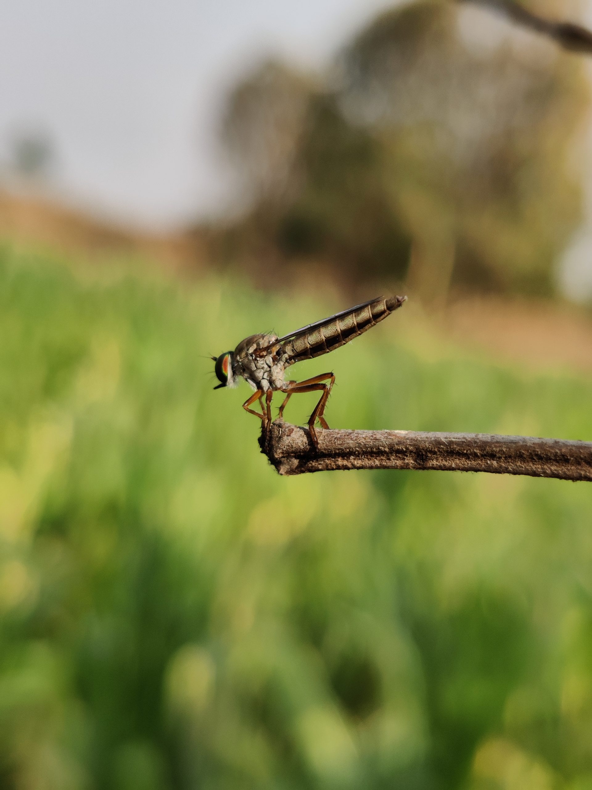 An dragonfly on a twig