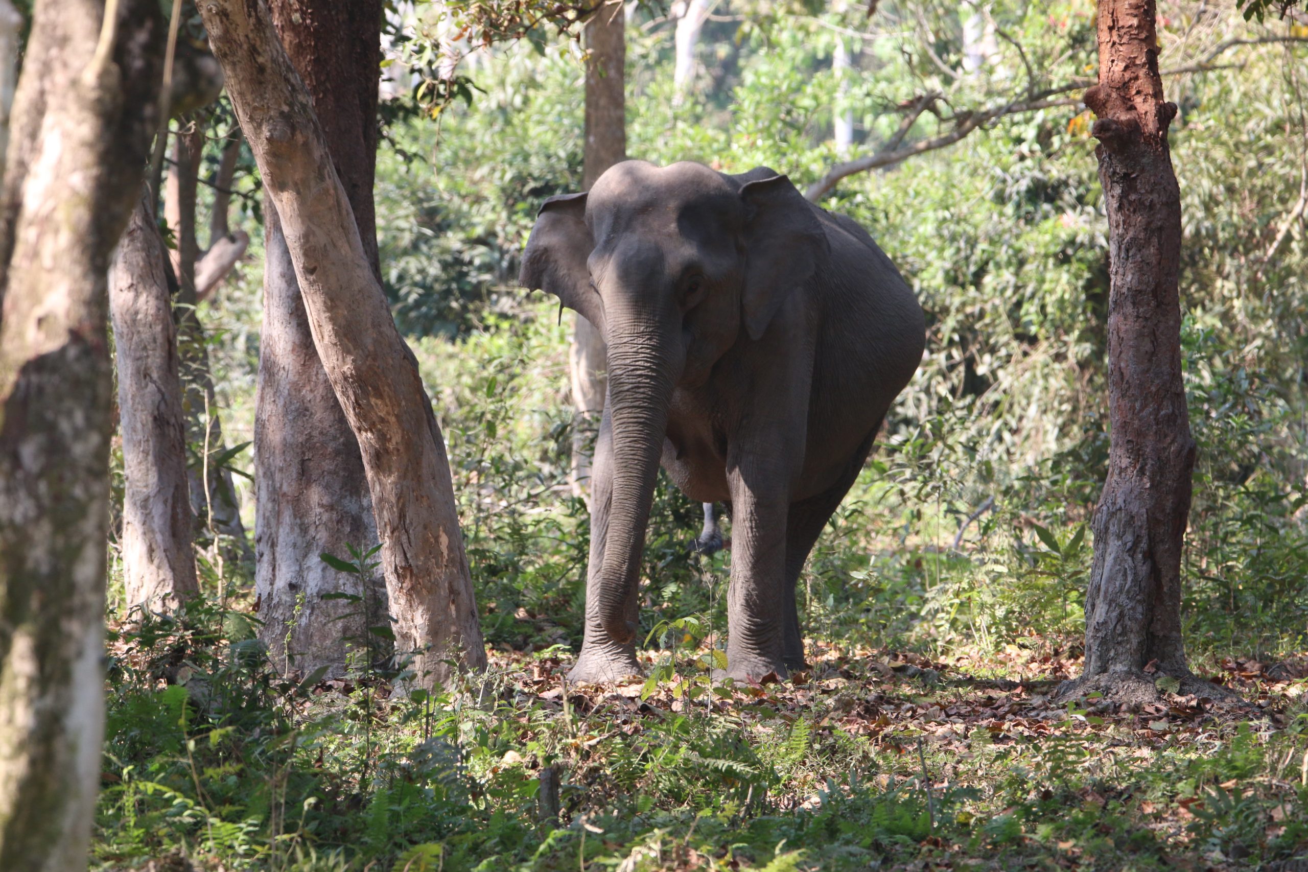 An elephant in a jungle