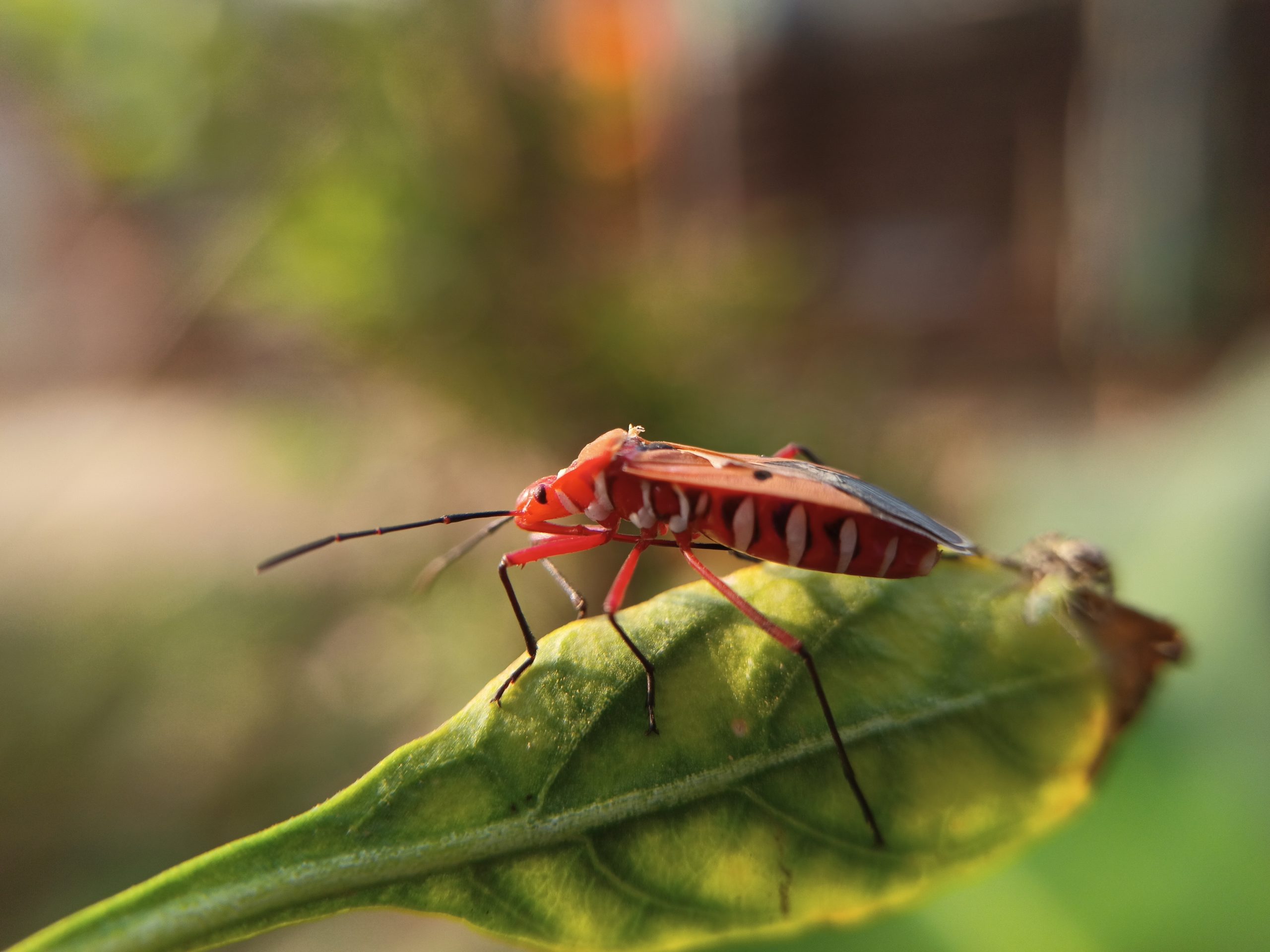 An insect on a leaf