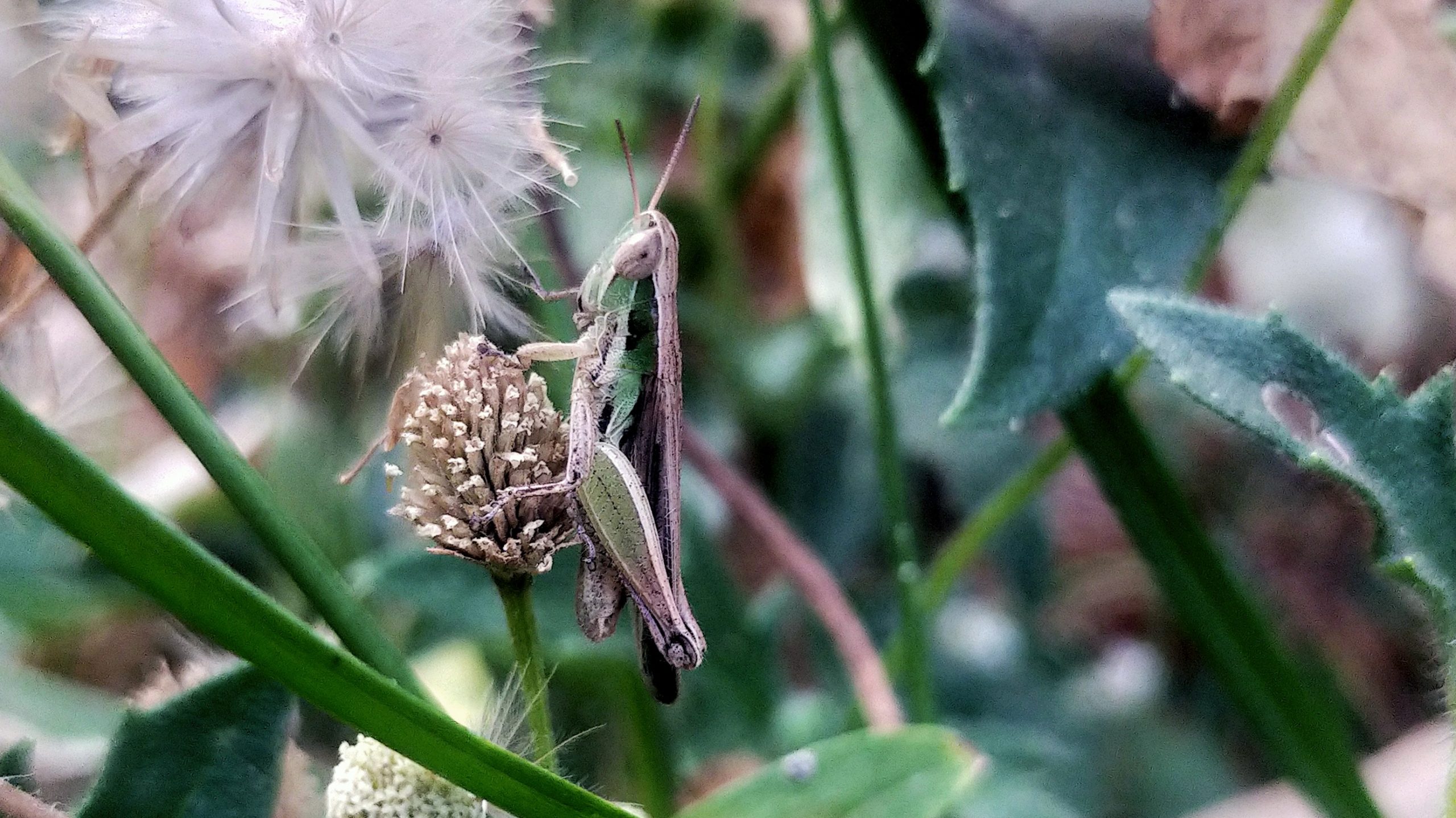 An insect on the plant stem