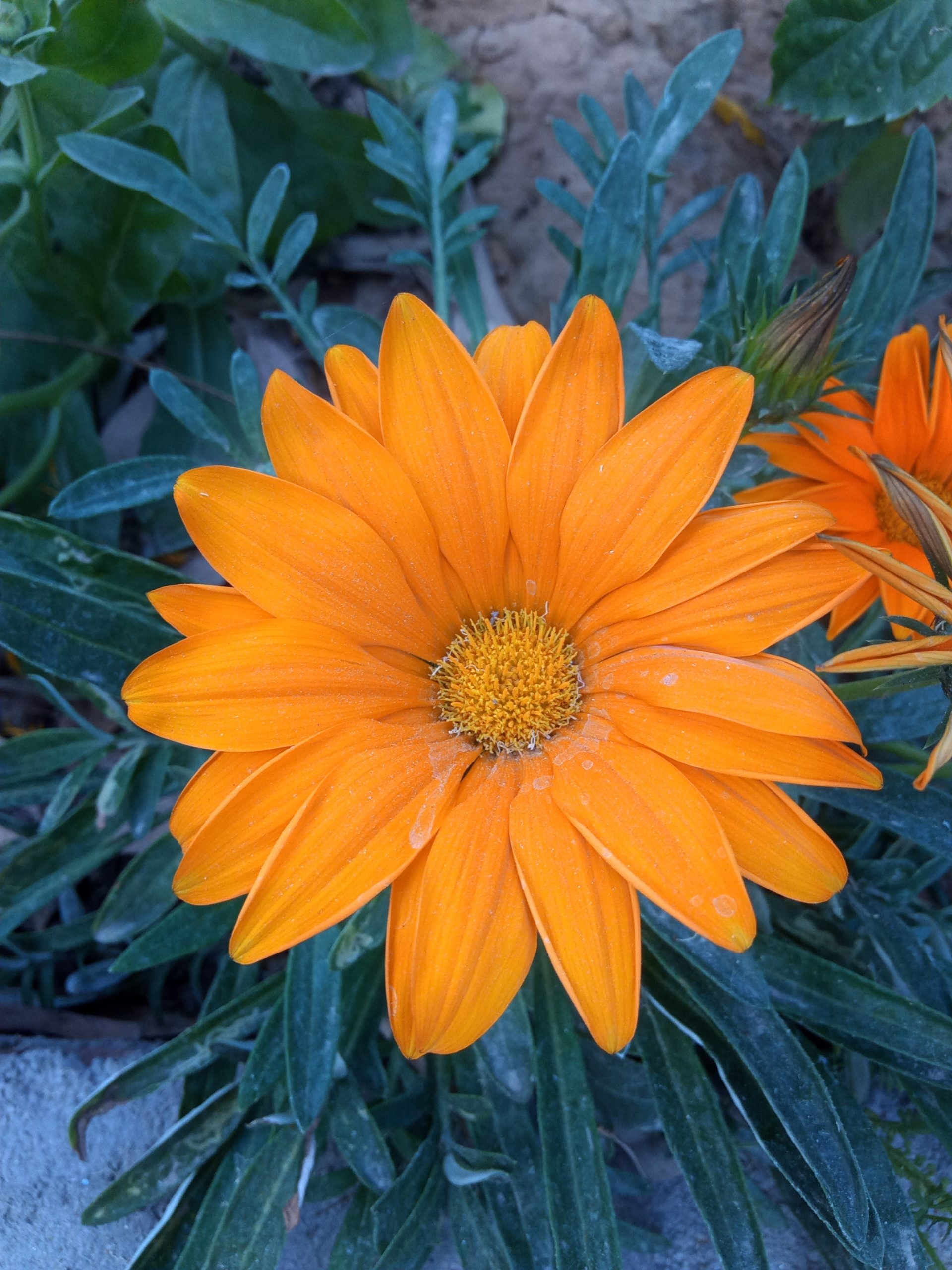 An orange flower