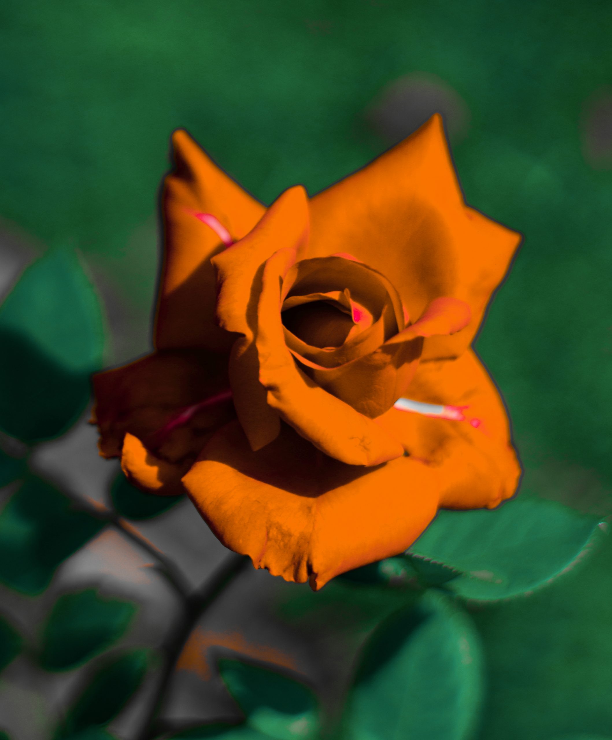 An orange rose
