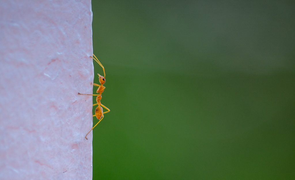 Ant on wall - PixaHive