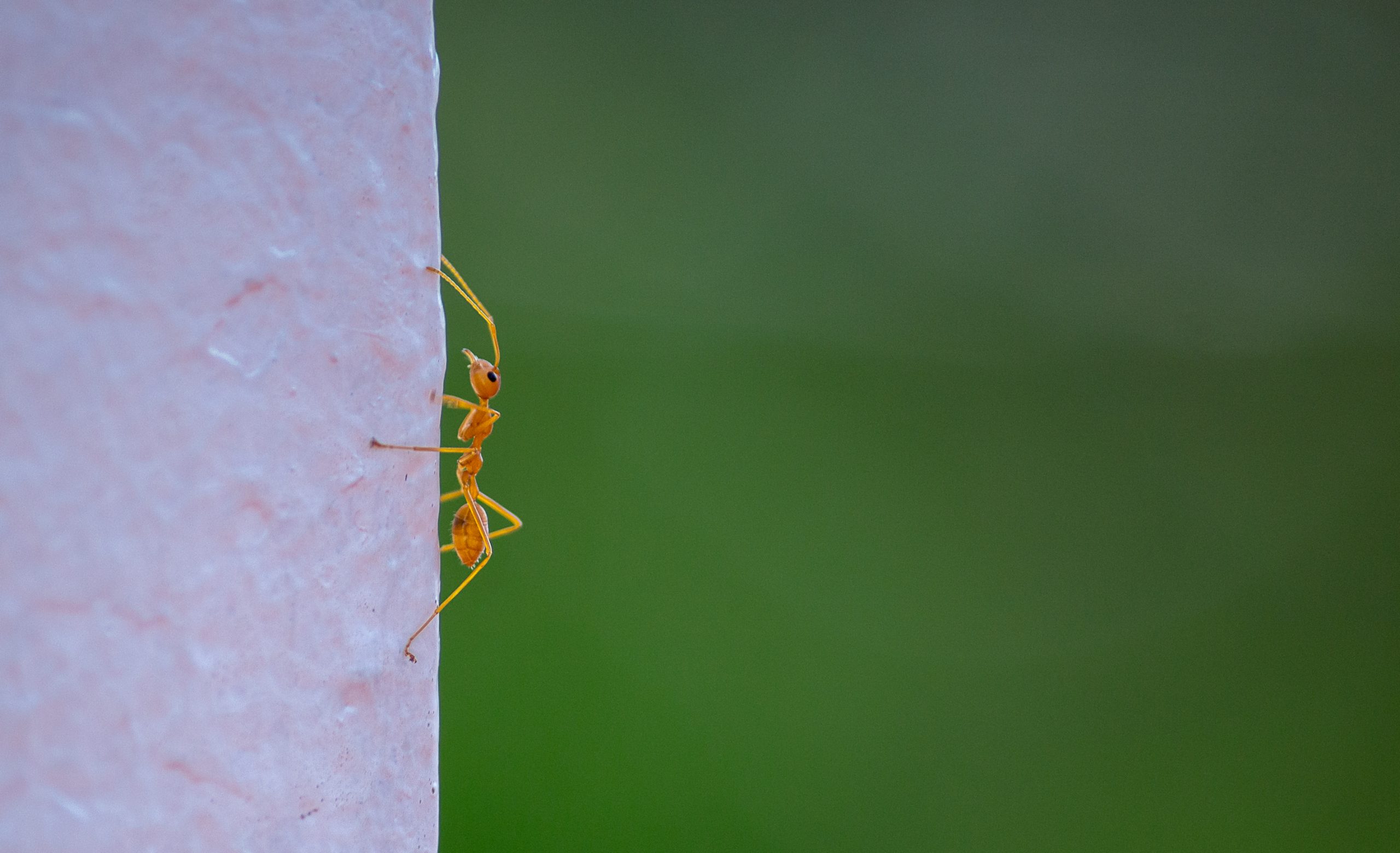 Ant on wall