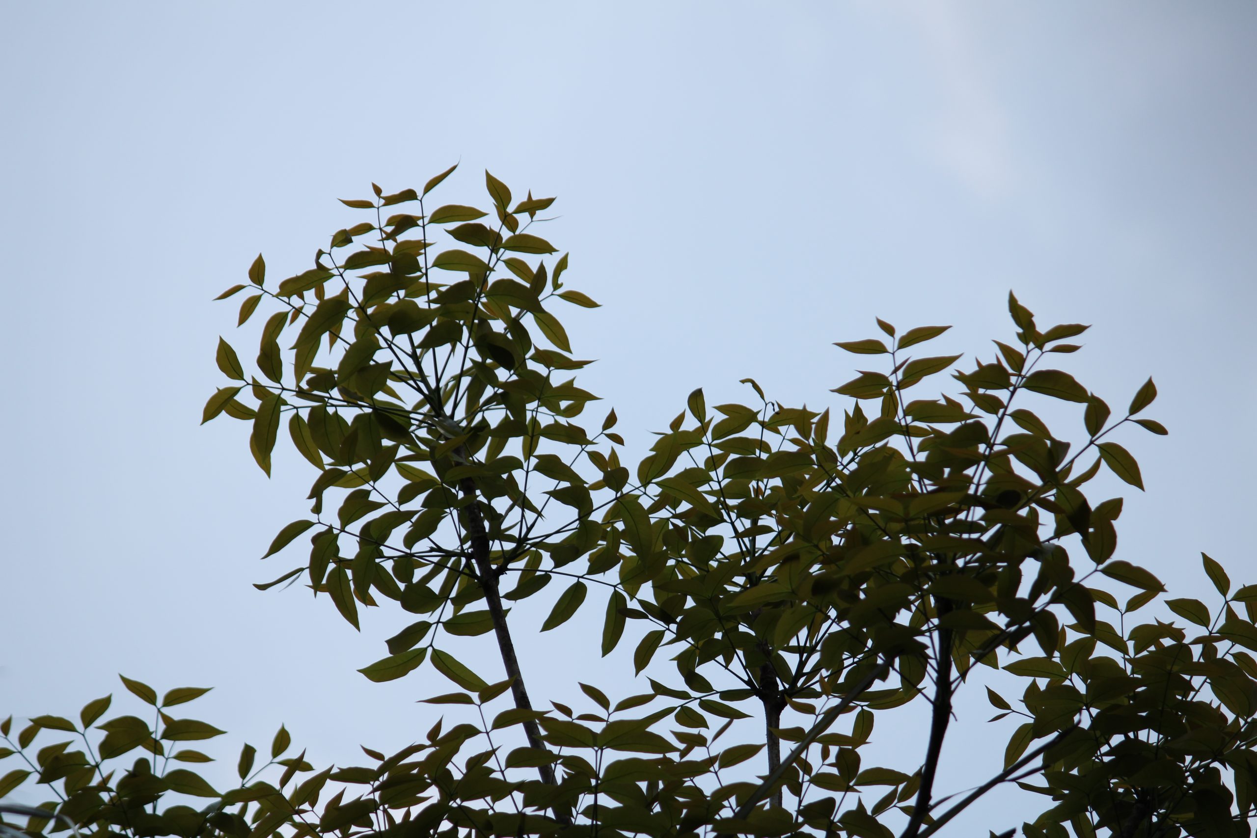 Beautiful leaves against the sky