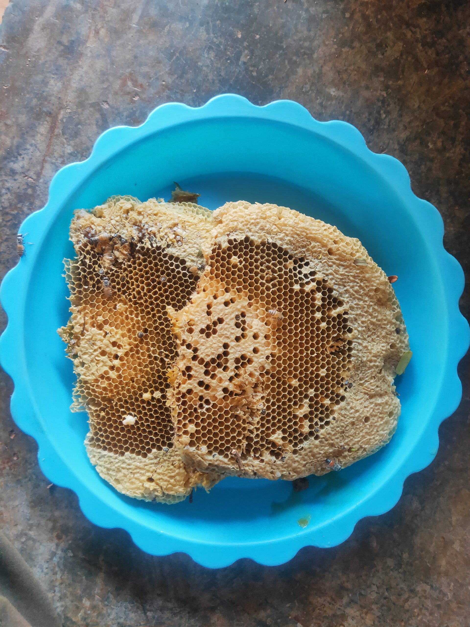 Beehive pieces in a bowl
