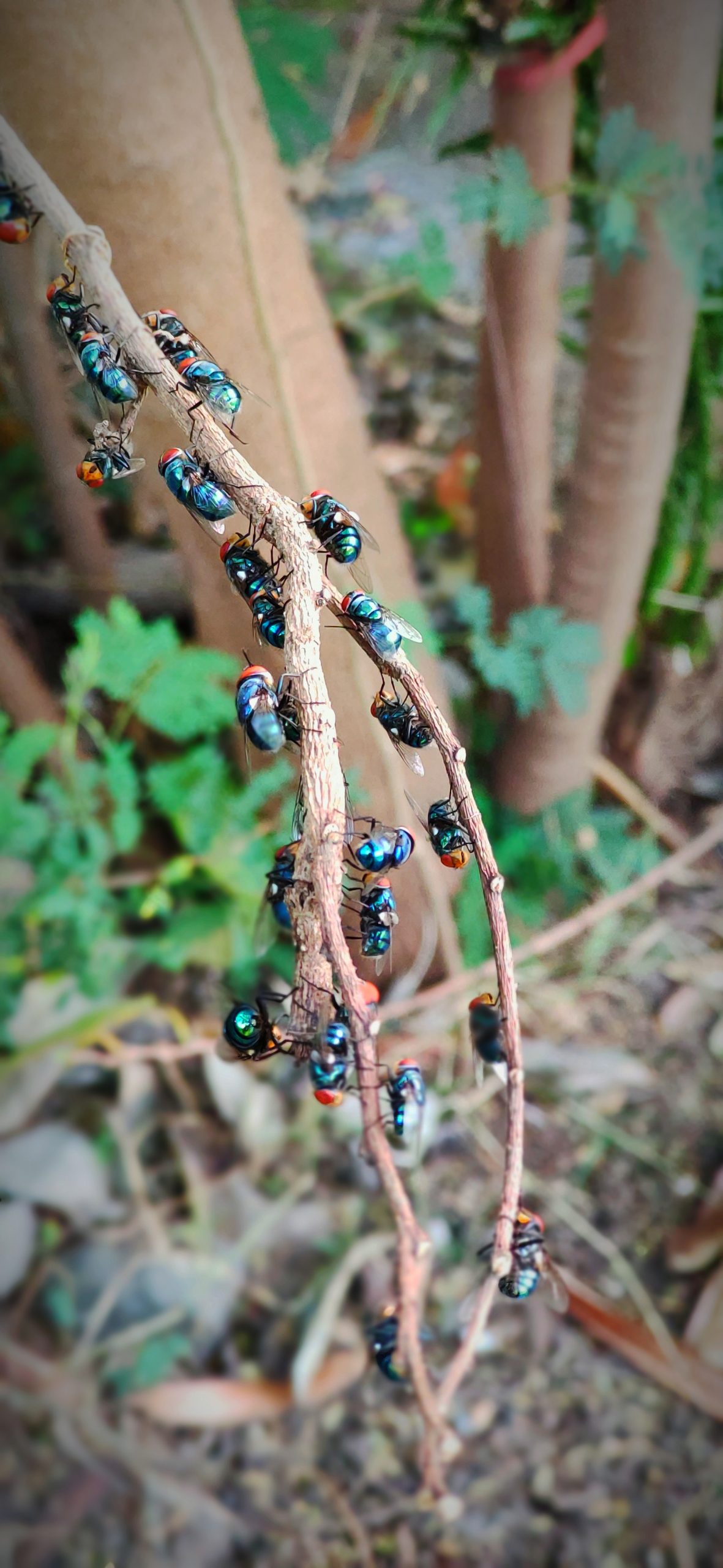 Bees on twig