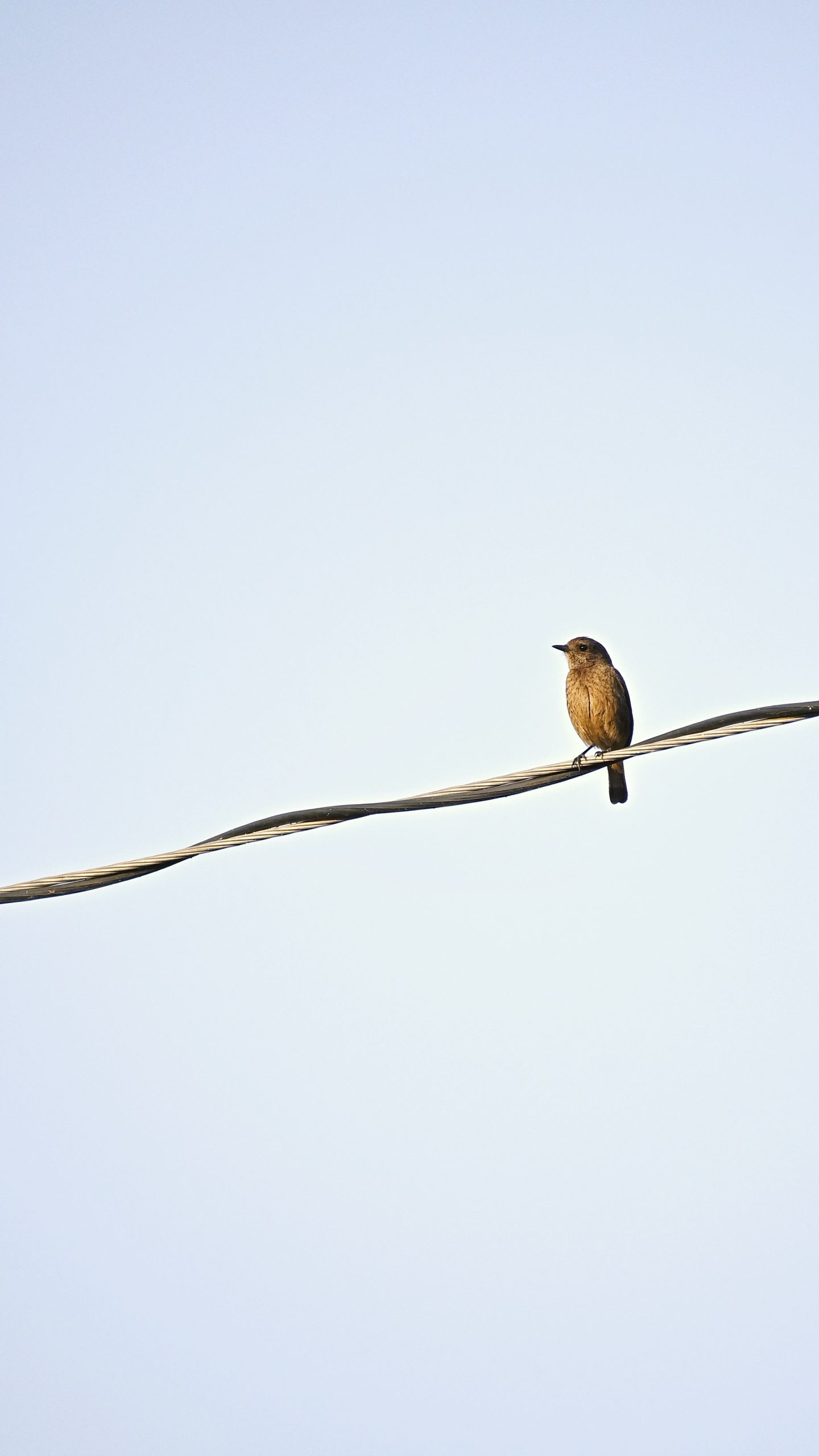 Bird sitting on a wire