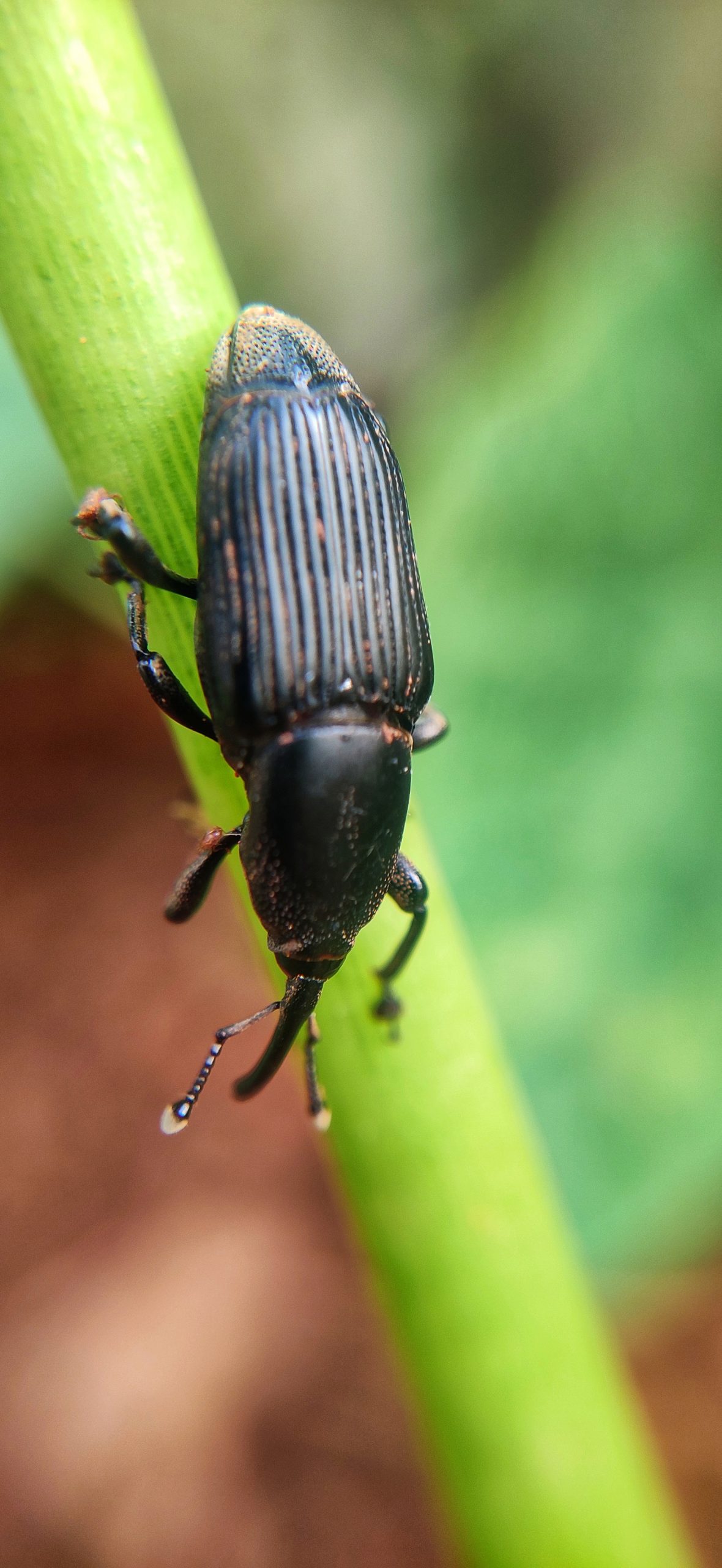 Black bug on plant stem