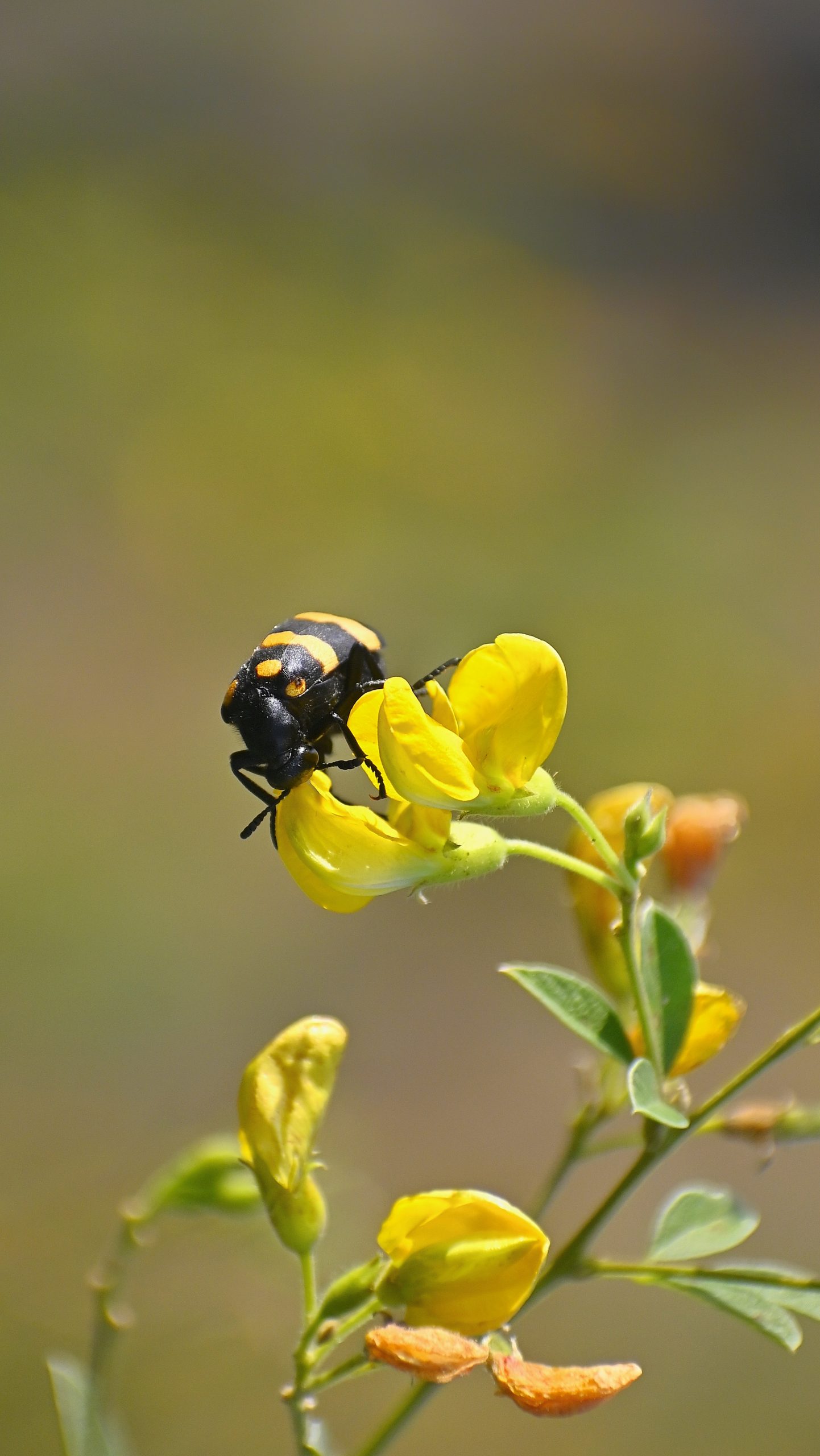 Black bug on the flower