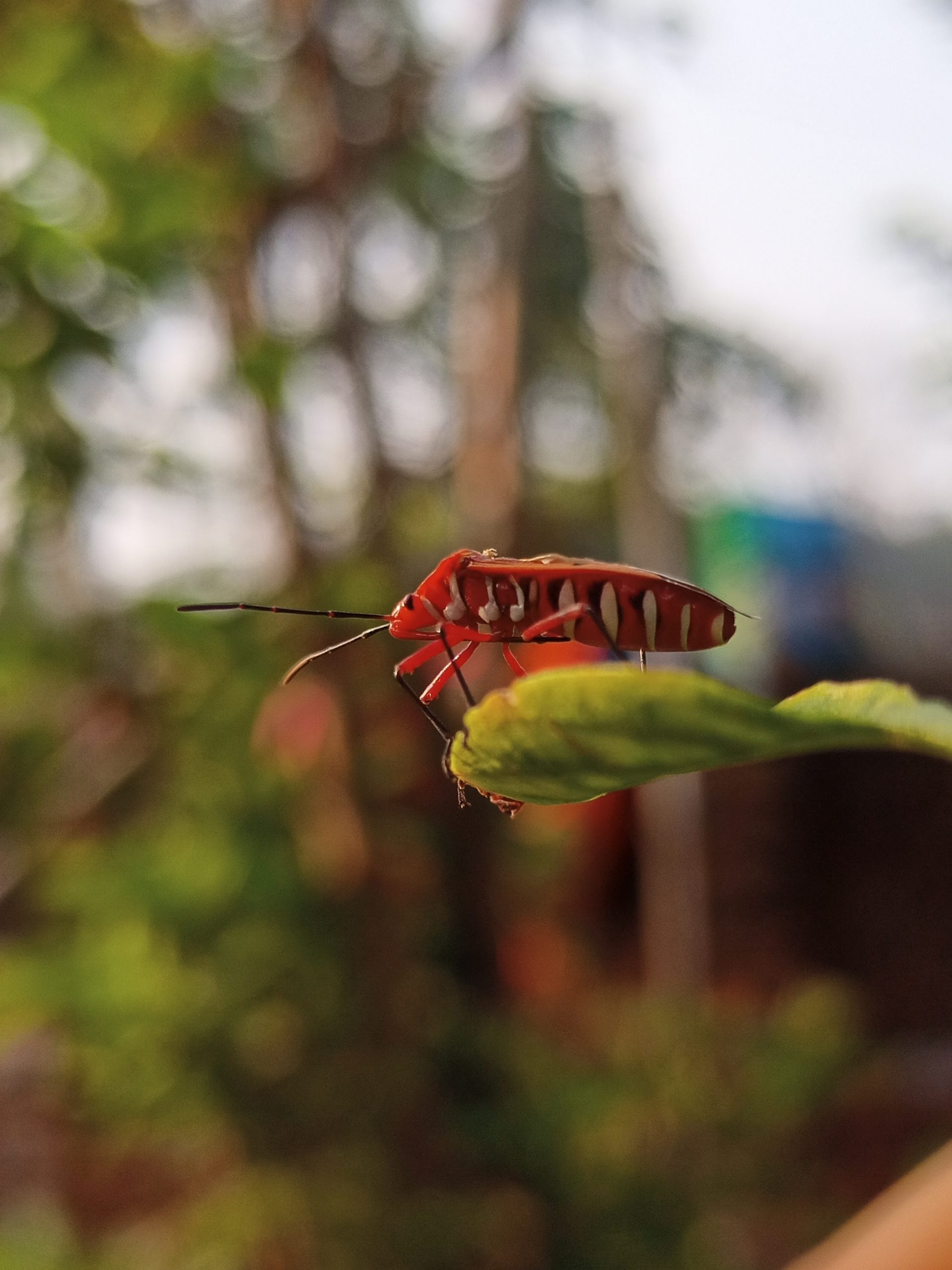 Red bug on a leaf