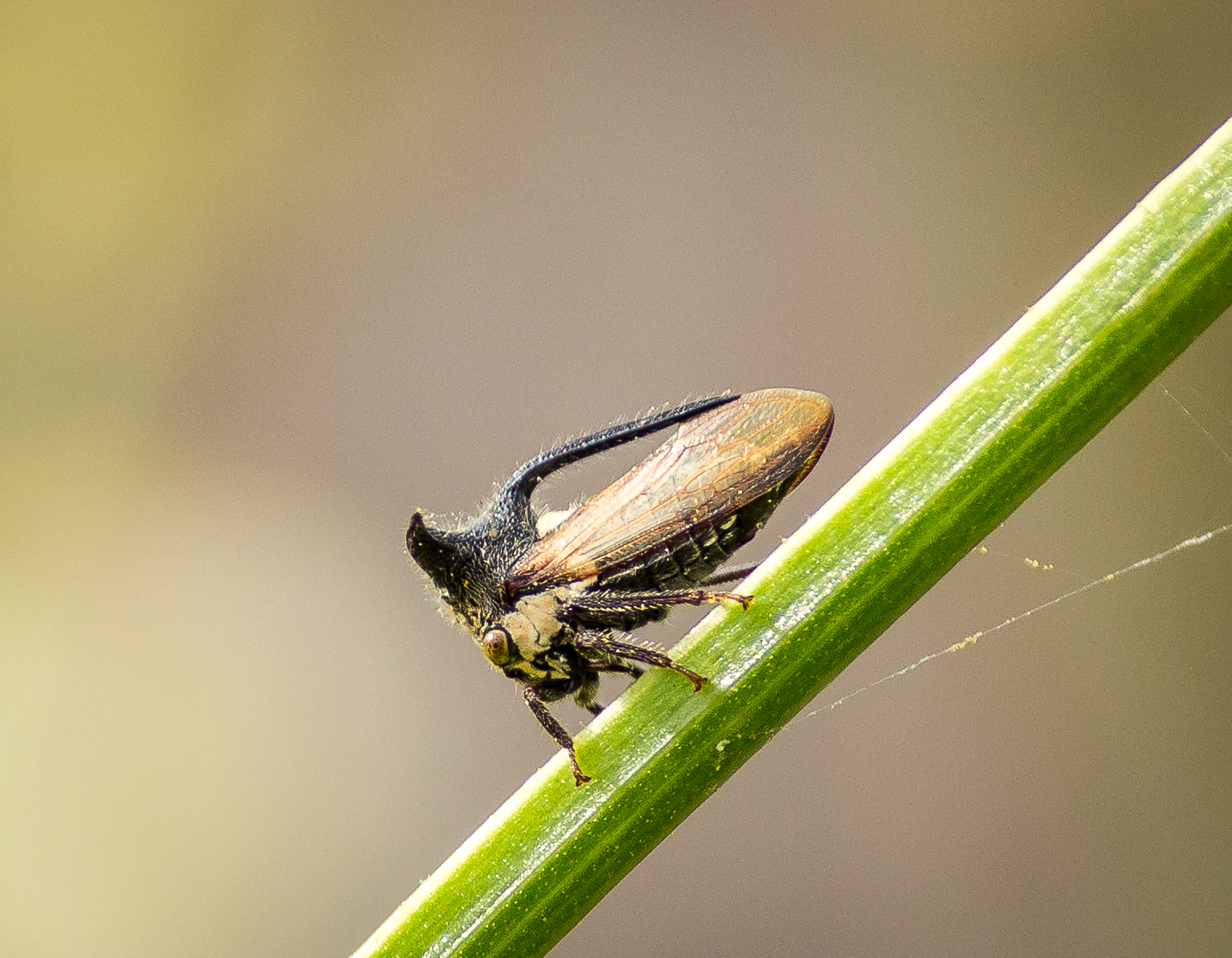 An insect on a plant stem